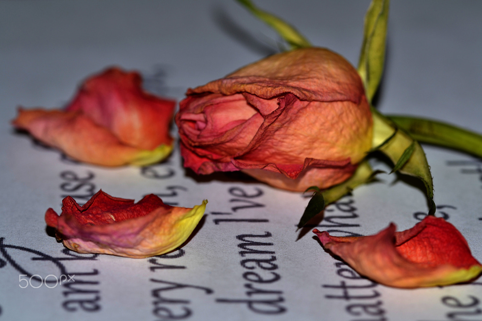 Sigma 105mm F2.8 EX DG OS HSM sample photo. The dream is over for this wrinkled, unopened rose photography