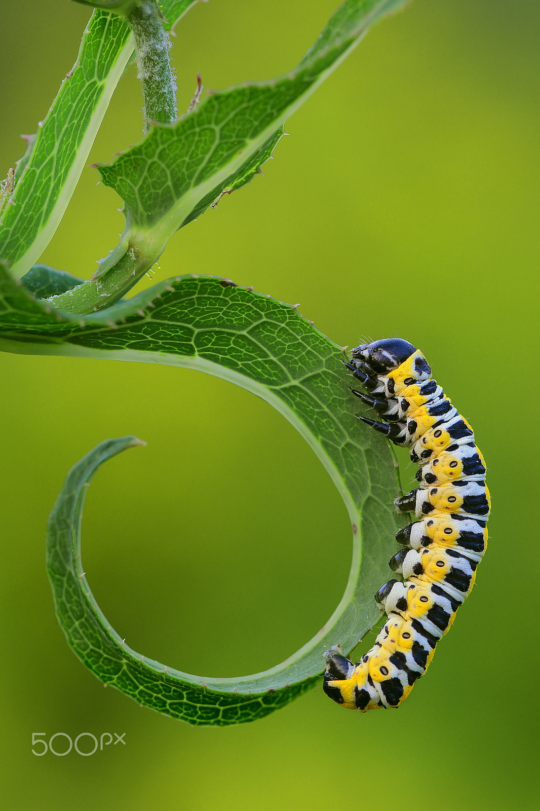 Nikon AF-S Nikkor 17-35mm F2.8D ED-IF sample photo. Caterpillar of the lettuce shark photography