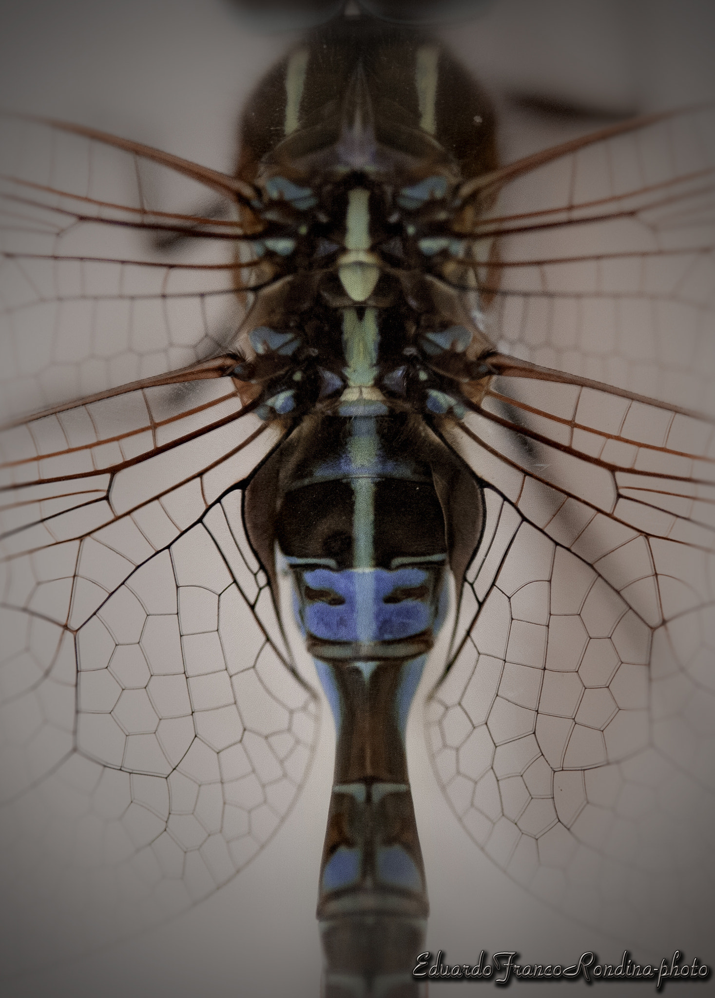 Canon EF-S 60mm F2.8 Macro USM sample photo. Alien photography