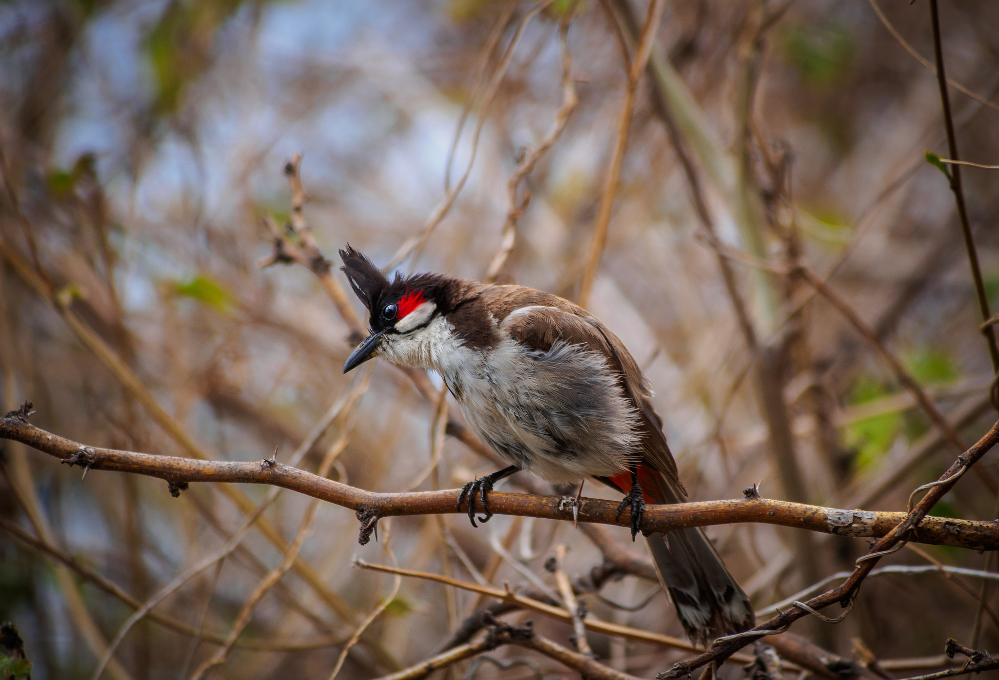 Olympus OM-D E-M5 sample photo. Red-whiskered bulbul, reunion island photography