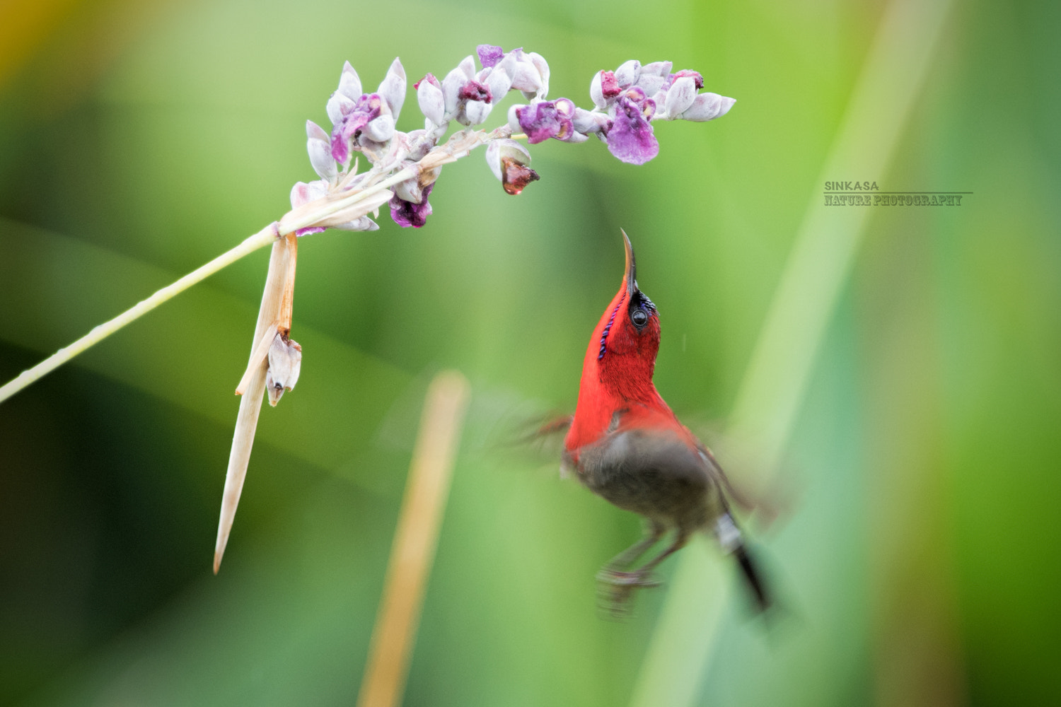 Nikon AF-S Nikkor 400mm F2.8G ED VR II sample photo. Crimson sunbird hovering photography