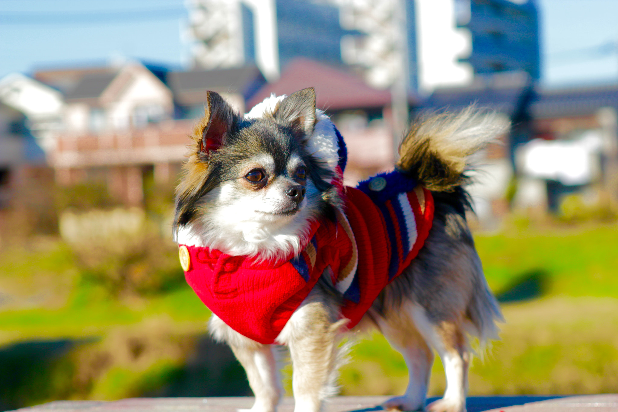 Canon EF 24-70mm F2.8L USM sample photo