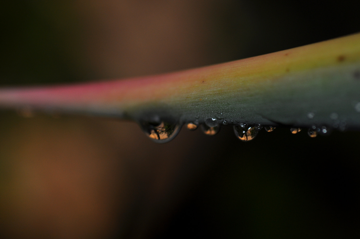 Sigma Macro 90mm F2.8 sample photo. A photography