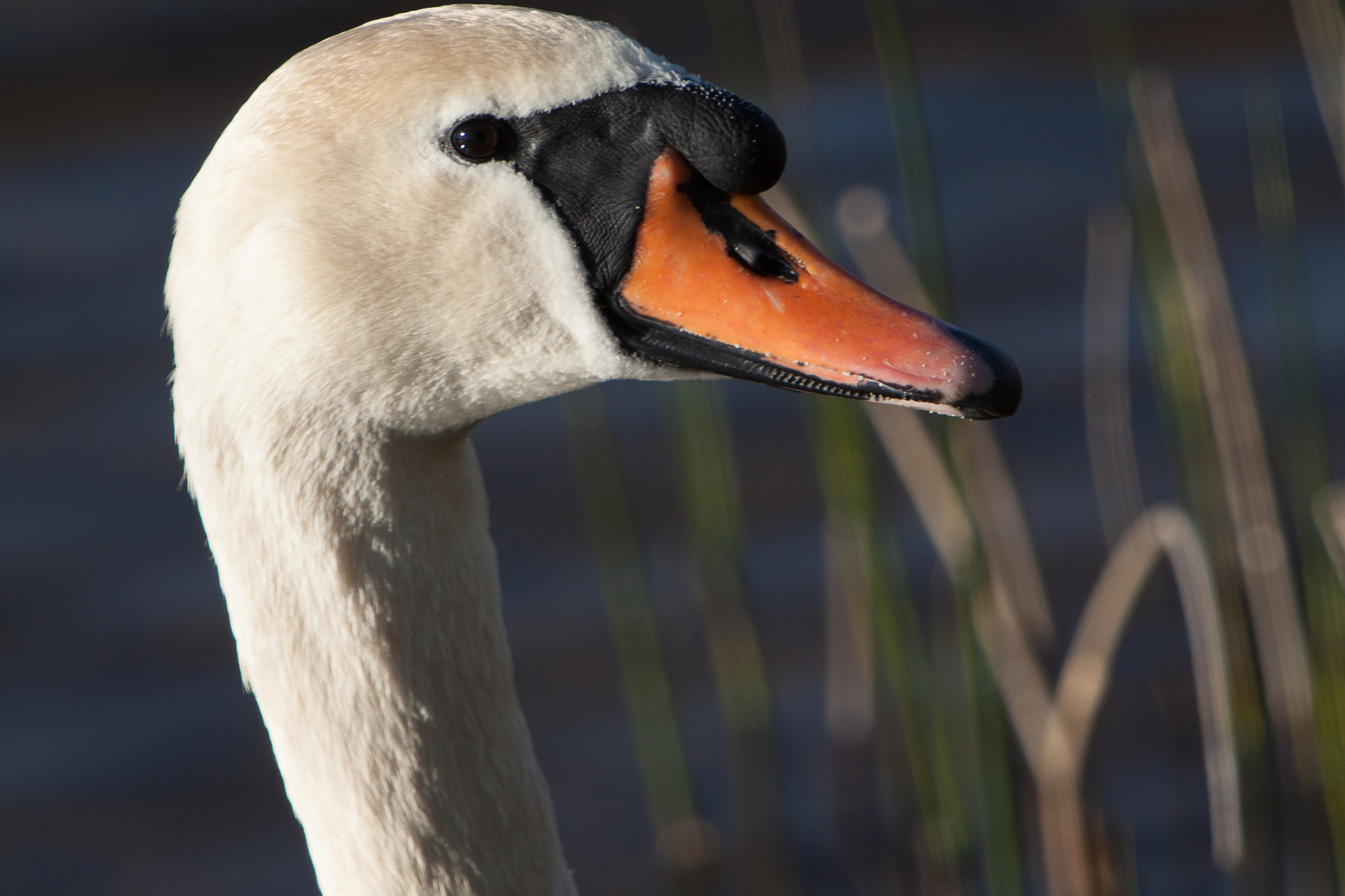 Canon EF 70-200mm F2.8L IS USM sample photo. Portrait cygne photography