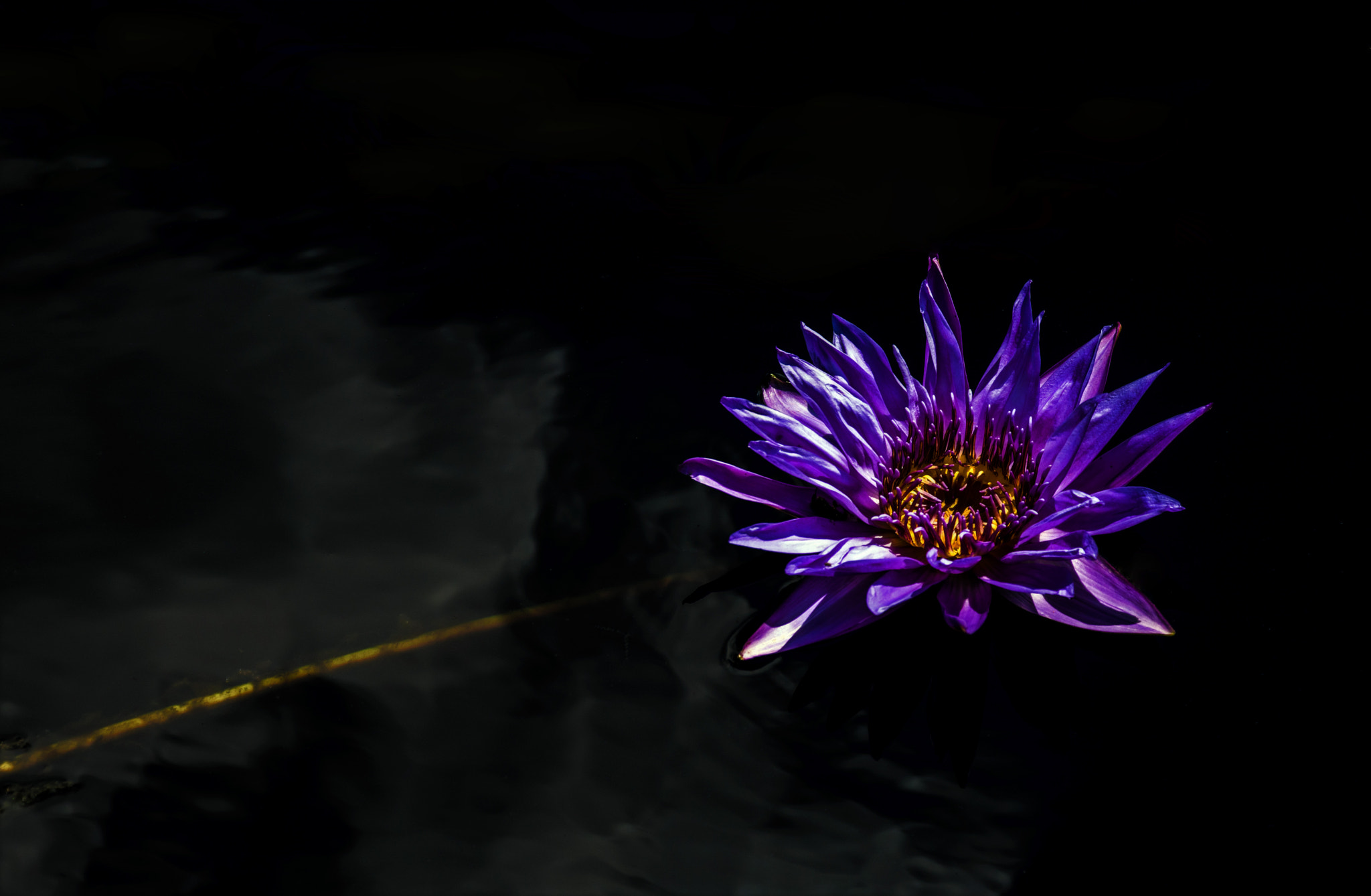 Nikon D7100 sample photo. Water lily photography