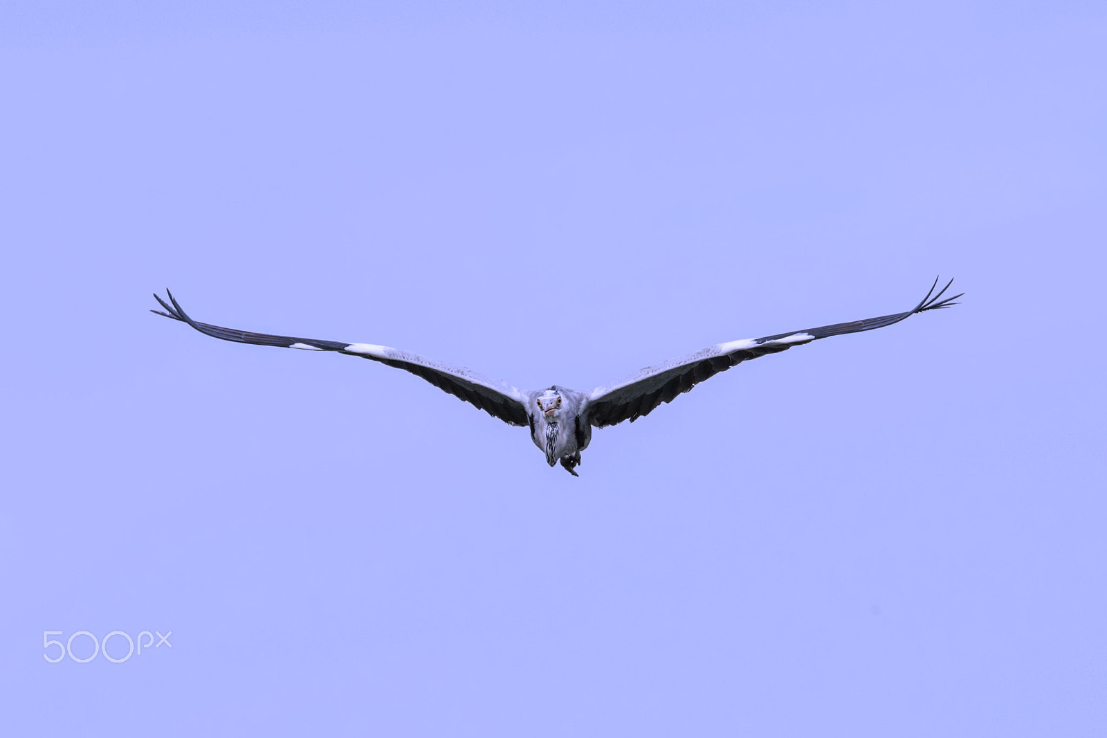 Nikon AF-S Nikkor 600mm F4E FL ED VR sample photo. Grey heron photography