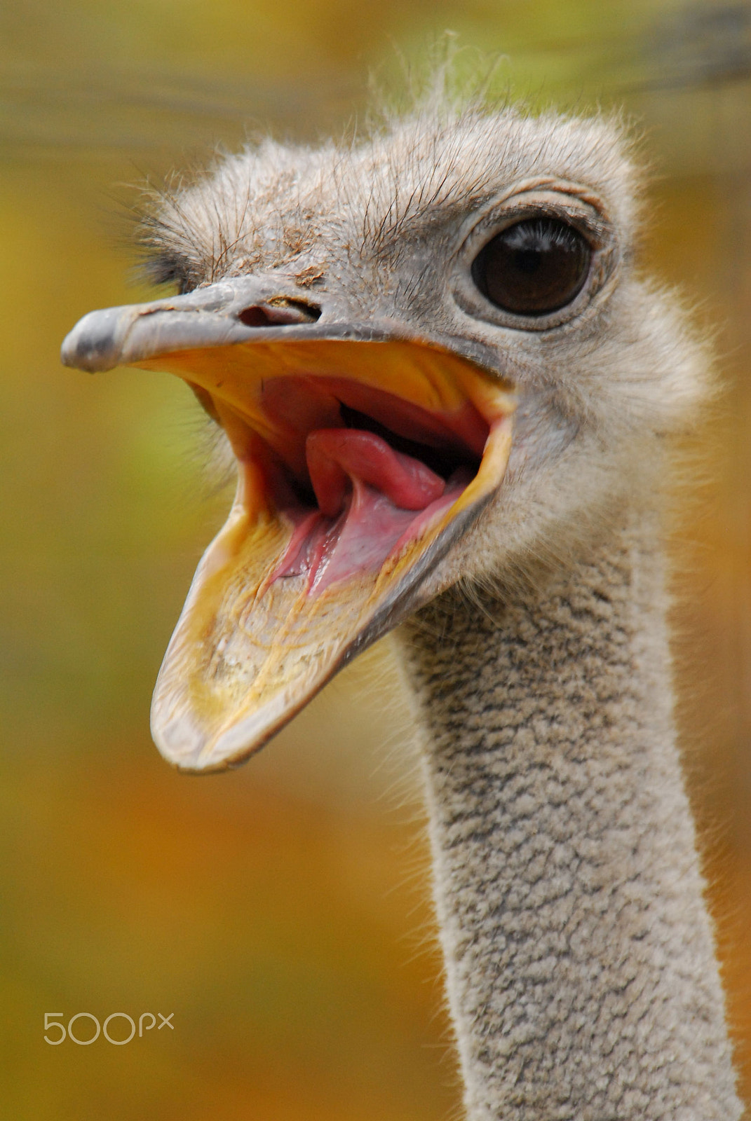 Nikon D200 sample photo. Screaming ostrich photography