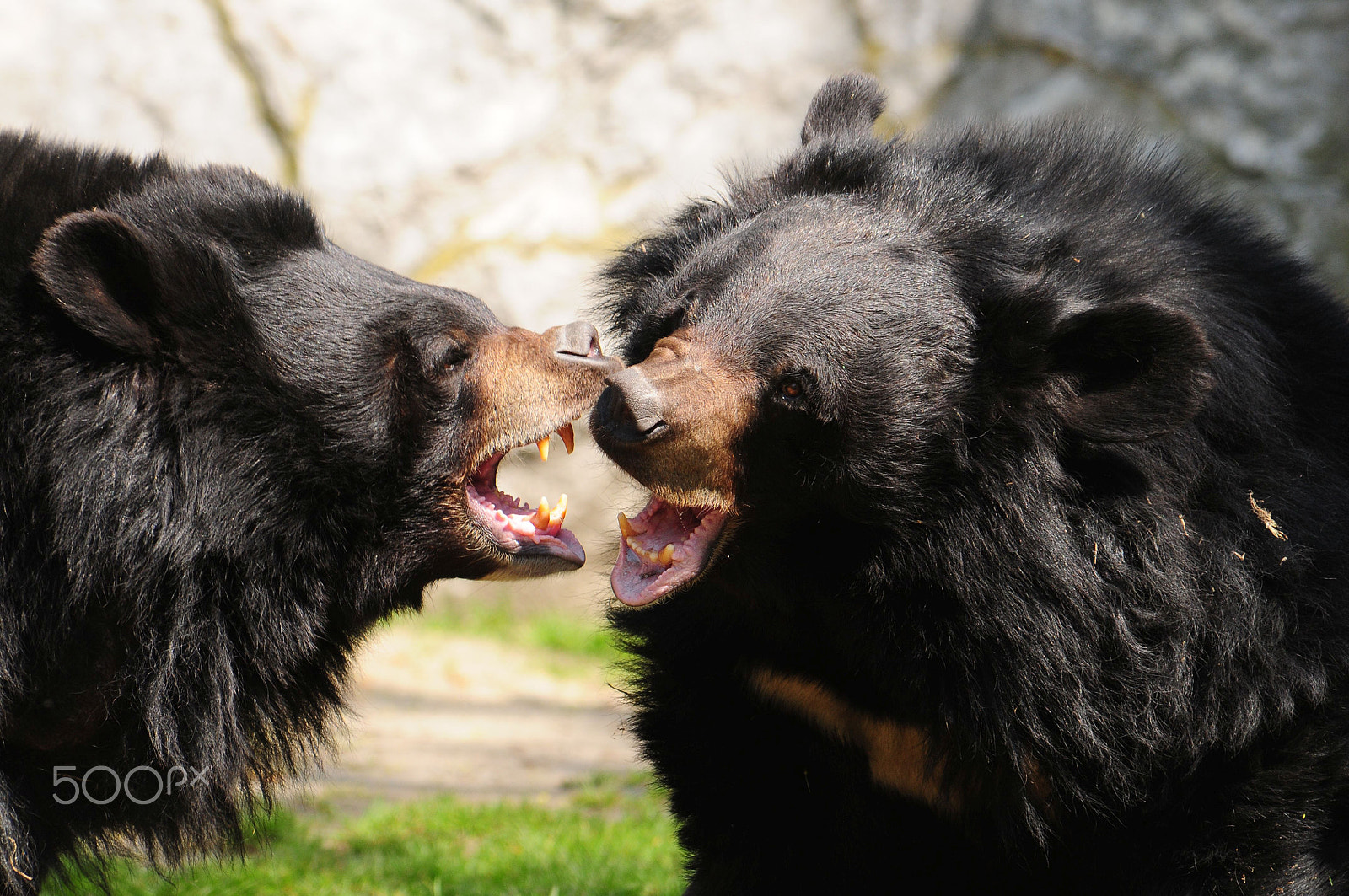 Nikon D300 sample photo. Bears " talk" photography