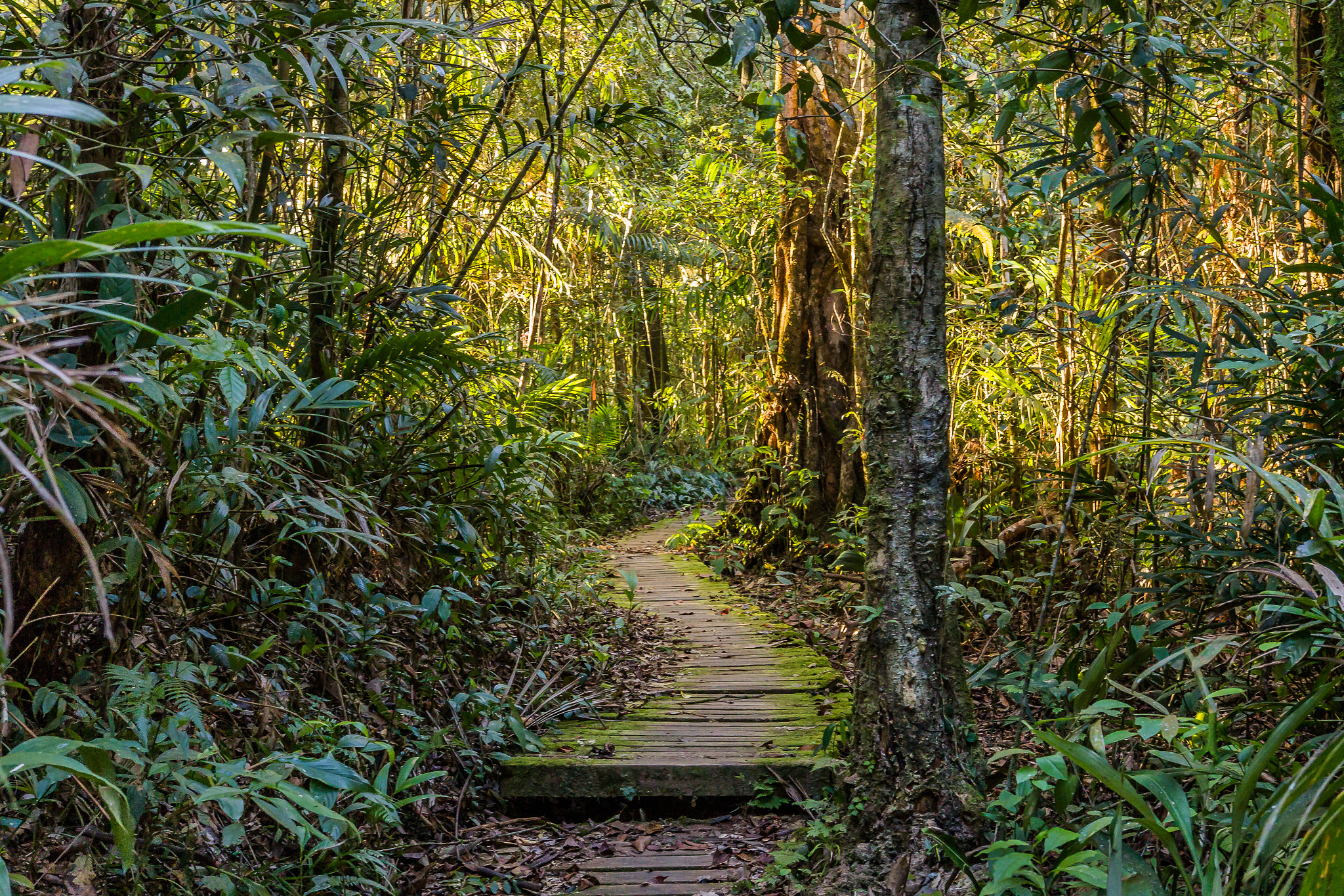 Sigma 18-35mm f/1.8 DC HSM sample photo. "ray of sun in the forest" photography