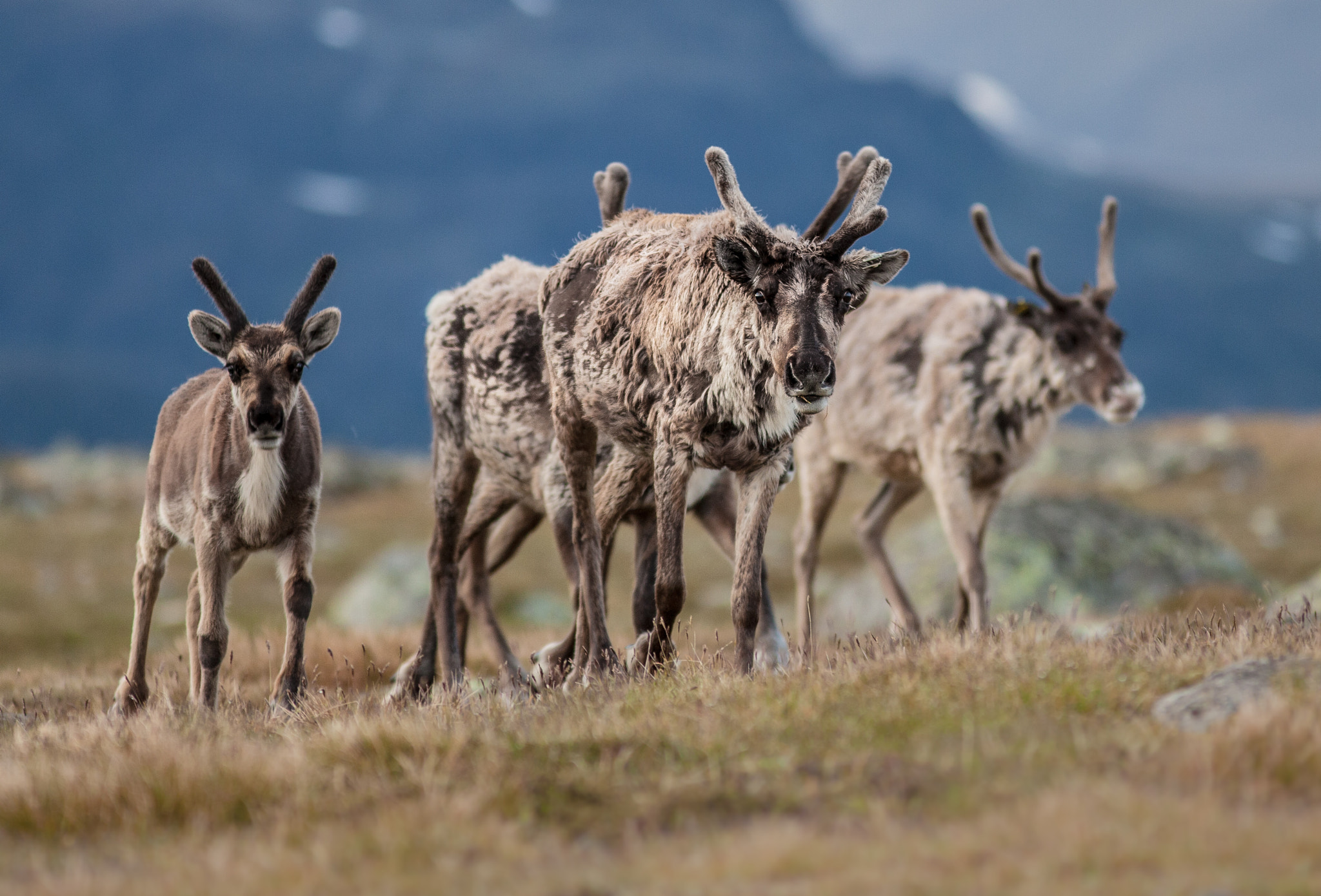 Canon EF 300mm F4L IS USM sample photo. Reindeer in jotunheimen photography