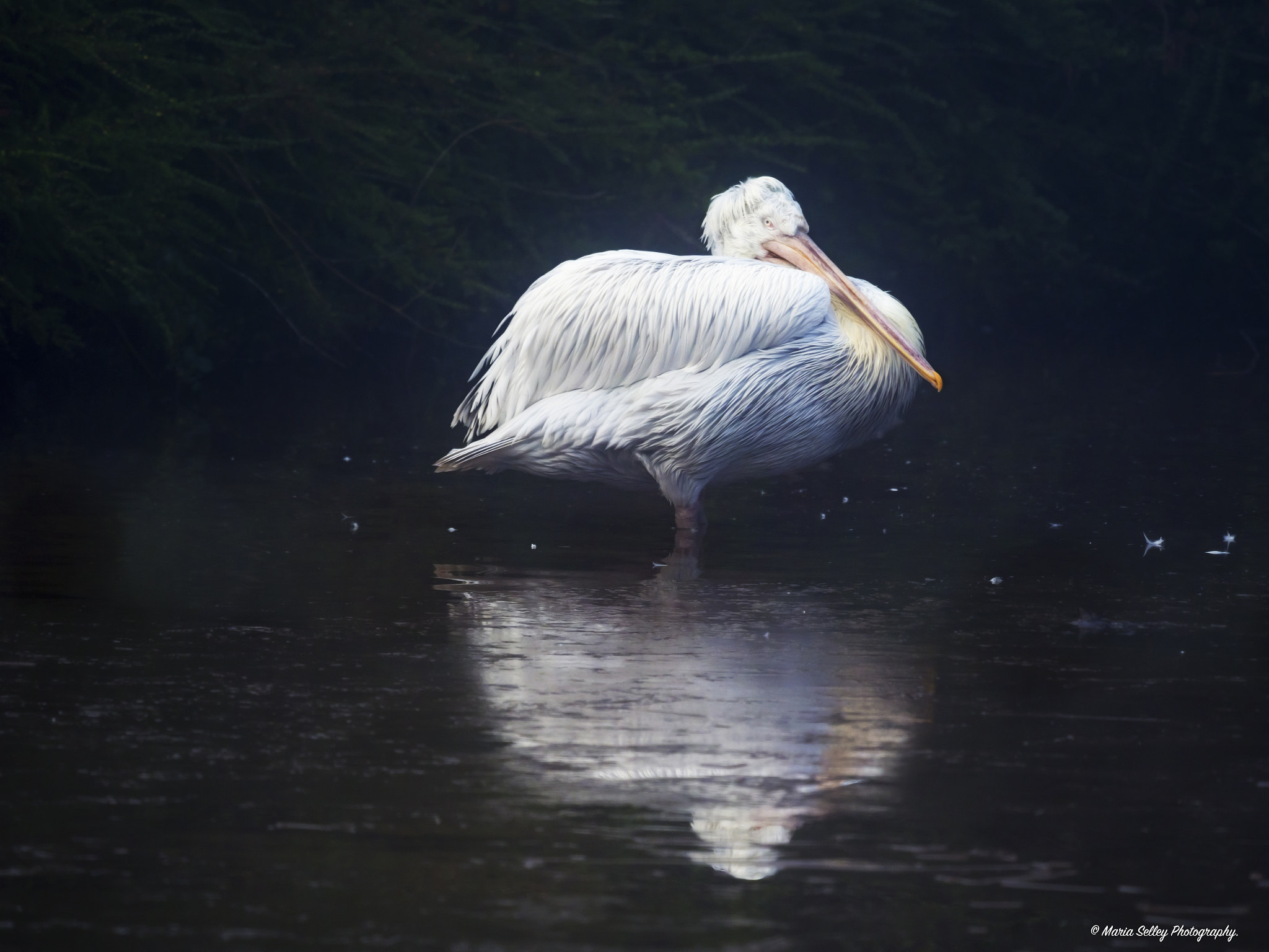 Olympus OM-D E-M1 Mark II + LEICA DG 100-400/F4.0-6.3 sample photo. Reflection of the pelican photography