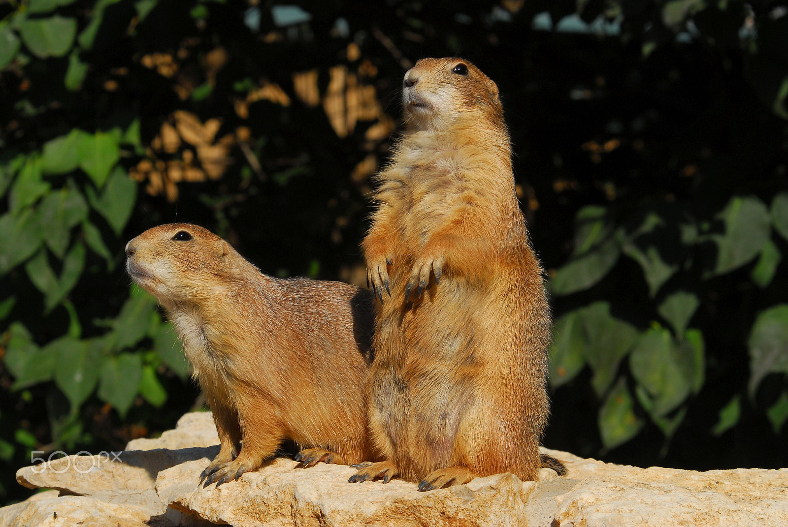 Nikon D200 sample photo. Look out !! photography