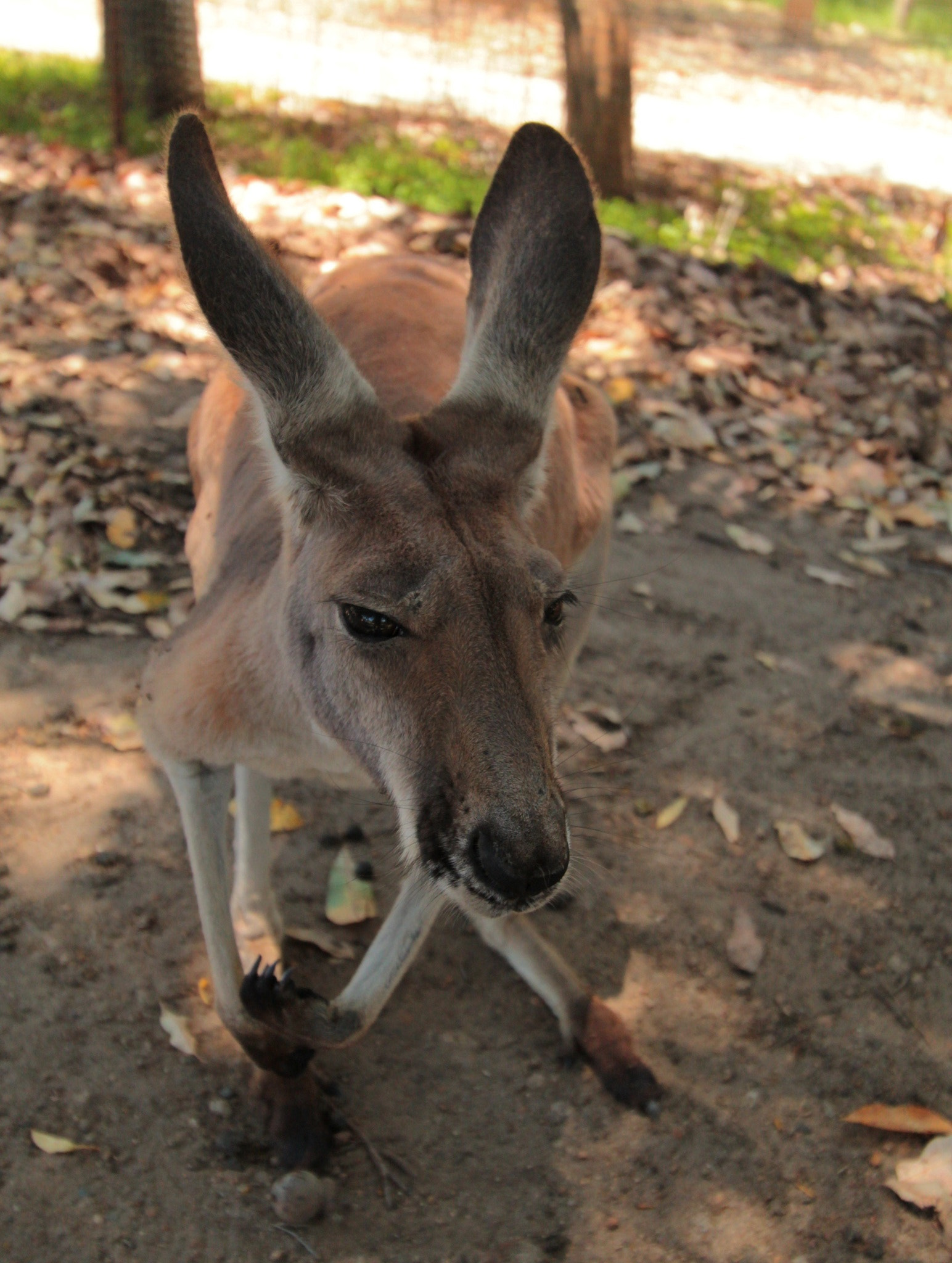 Canon EF-S 10-22mm F3.5-4.5 USM sample photo. Kangaroo photography