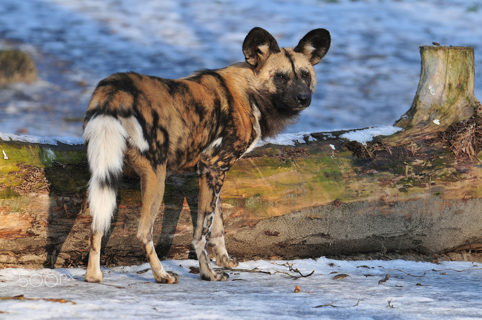 Nikon D300 sample photo. Afrikanischer wildhund photography