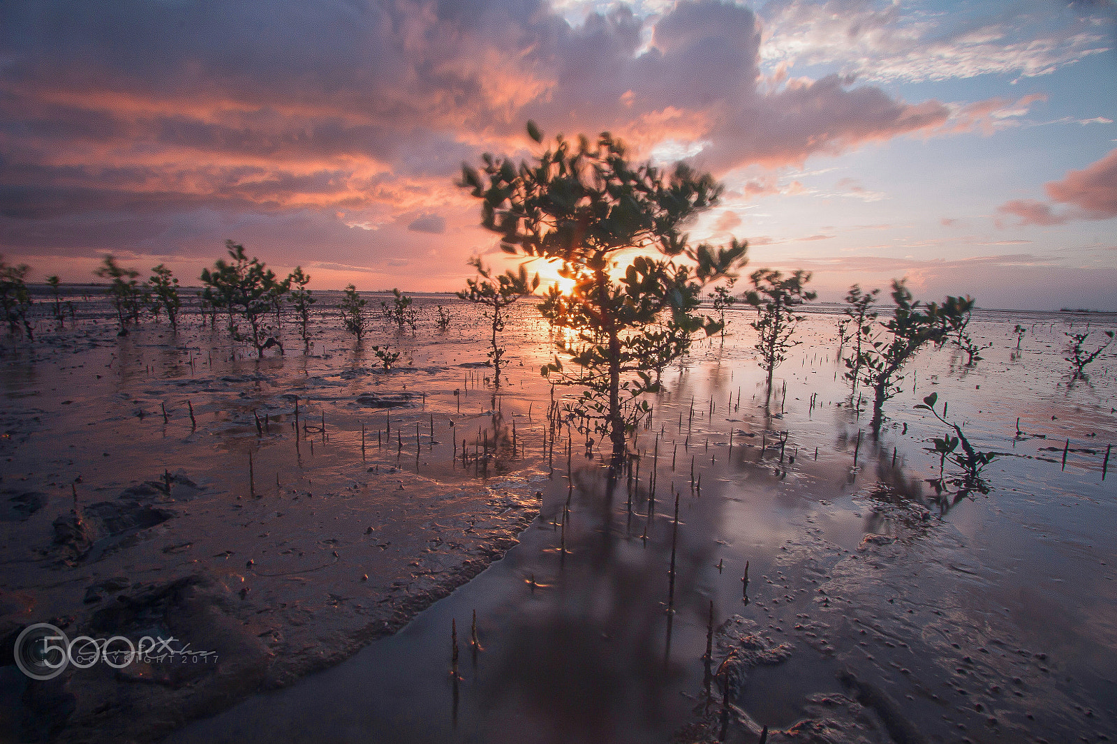 Canon EOS 700D (EOS Rebel T5i / EOS Kiss X7i) + Canon EF-S 10-22mm F3.5-4.5 USM sample photo. Muddy mangroves photography