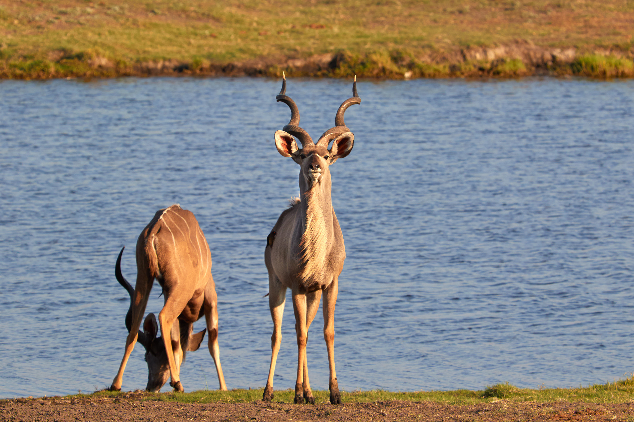 Canon EF 100-400mm F4.5-5.6L IS USM sample photo. Kudu in the morning photography