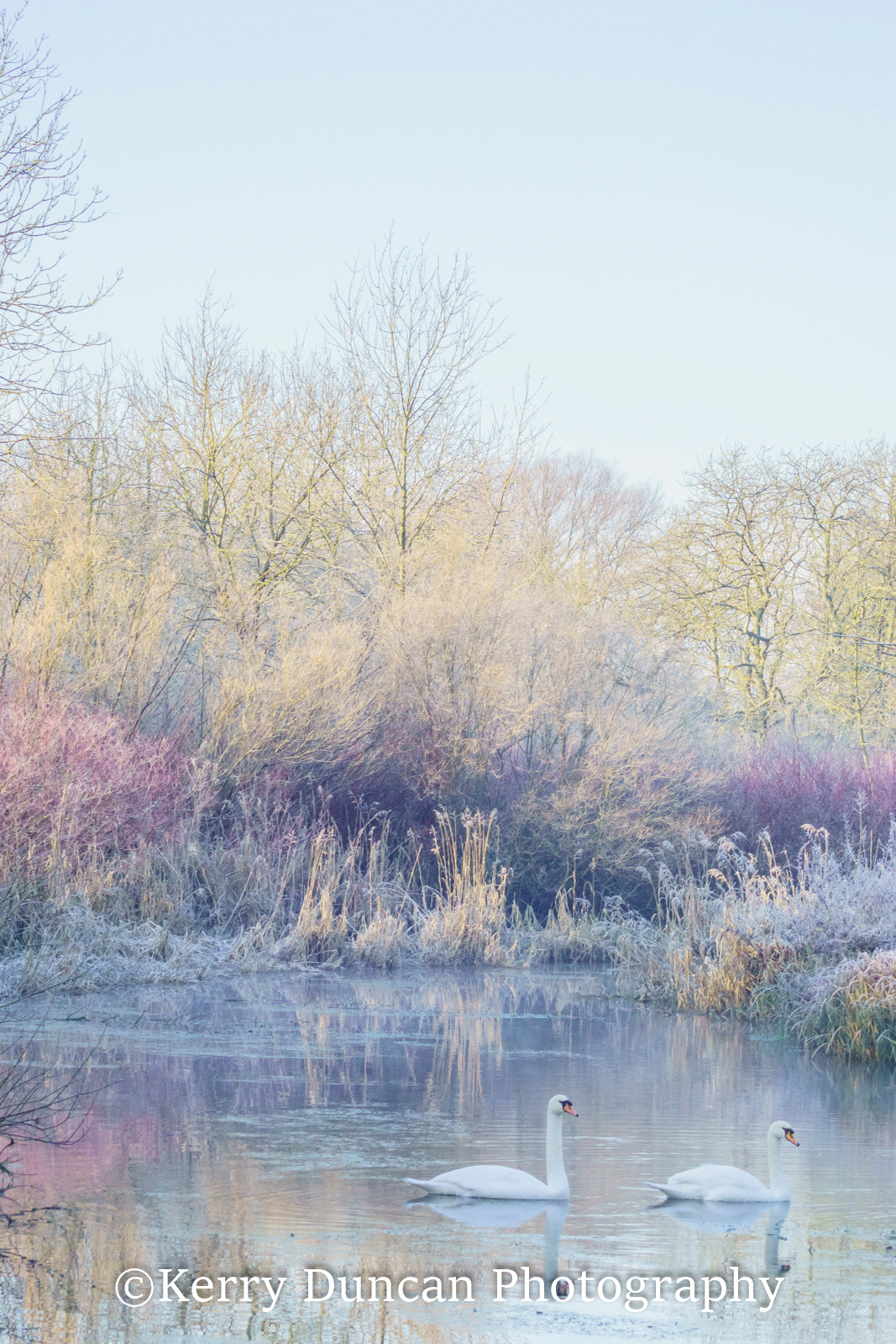 Sony 75-300mm F4.5-5.6 sample photo. Ice swans photography
