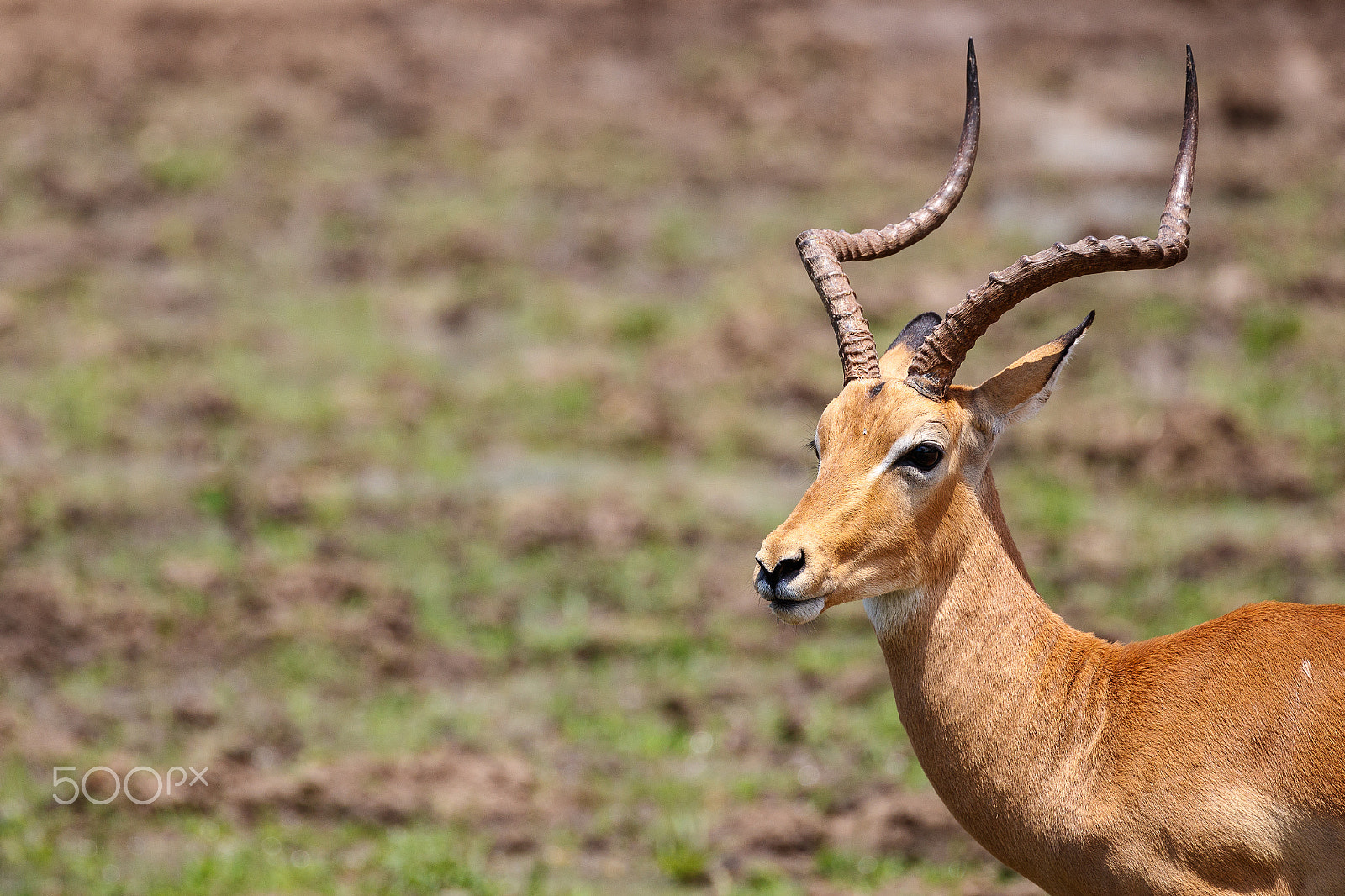 Canon EOS-1D X Mark II sample photo. Male impala photography