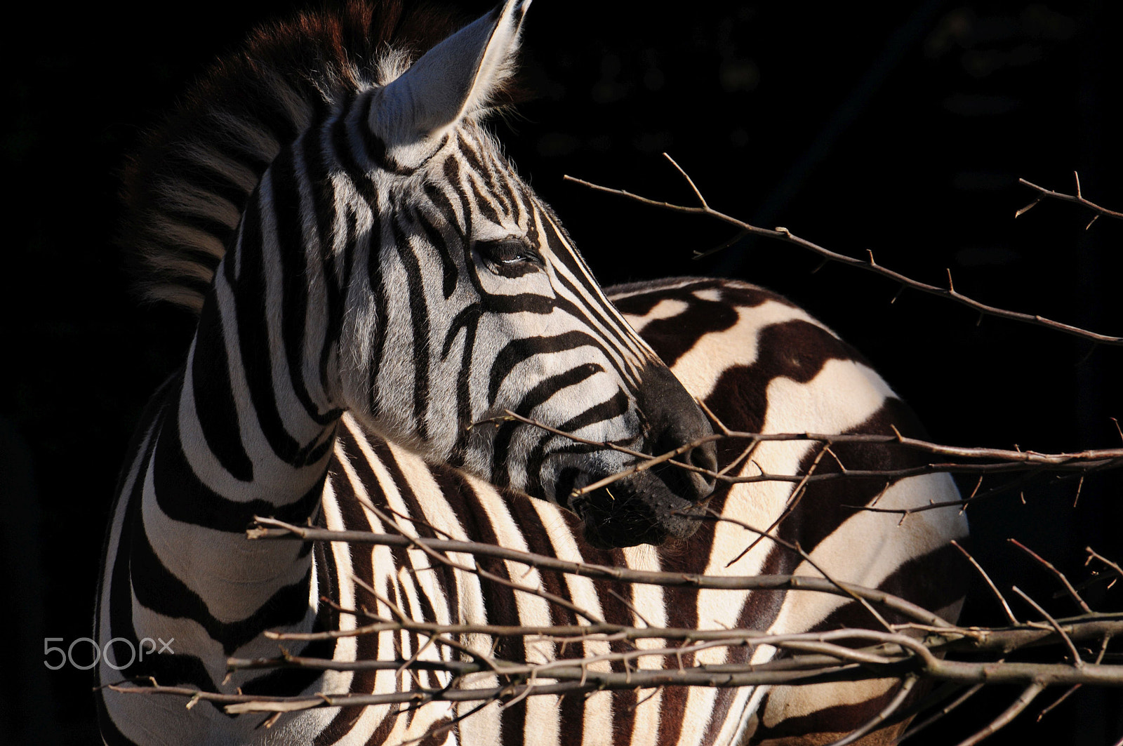 Nikon D300 sample photo. Zebra photography