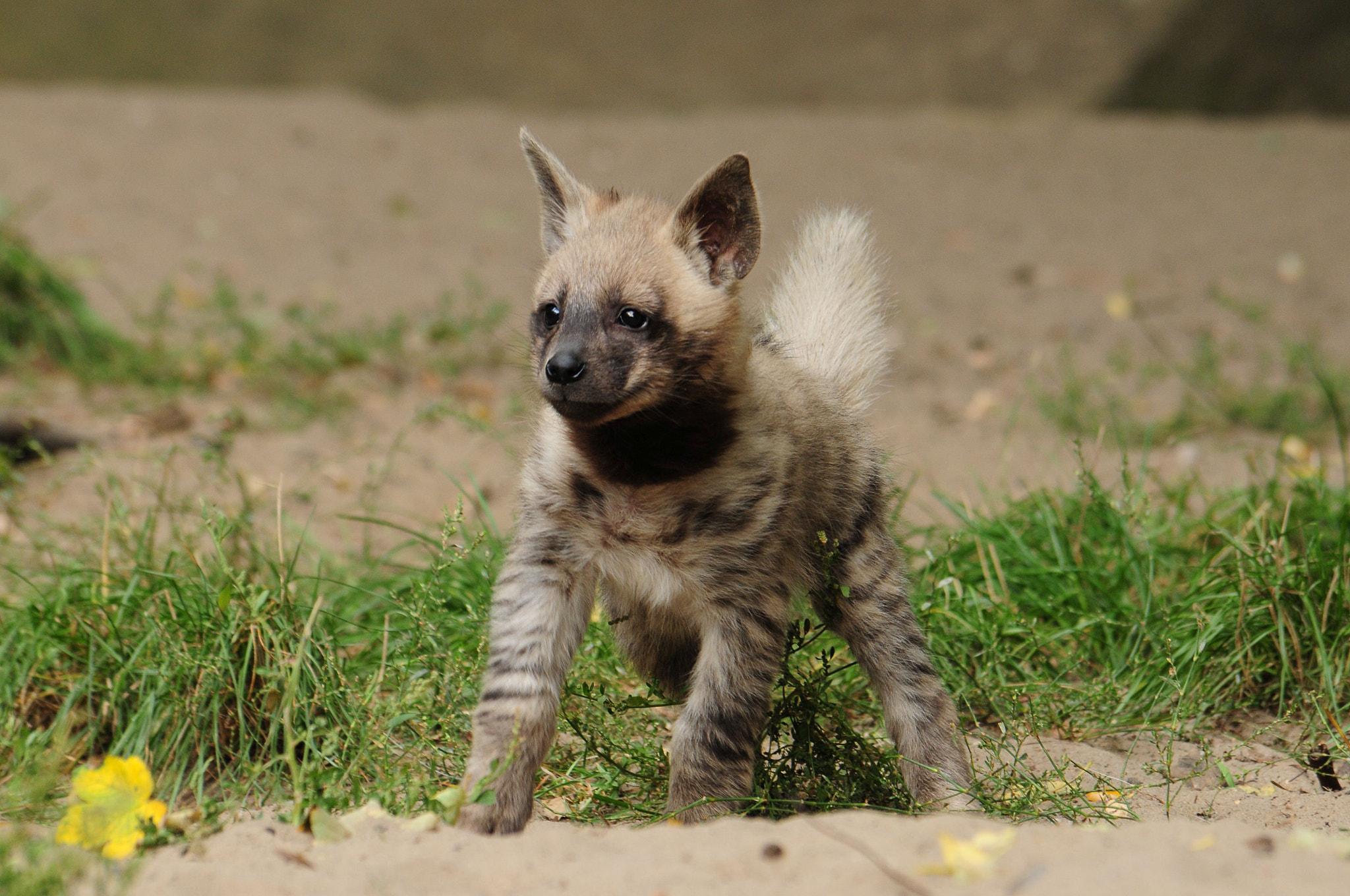 Nikon D300 sample photo. Little one !! photography