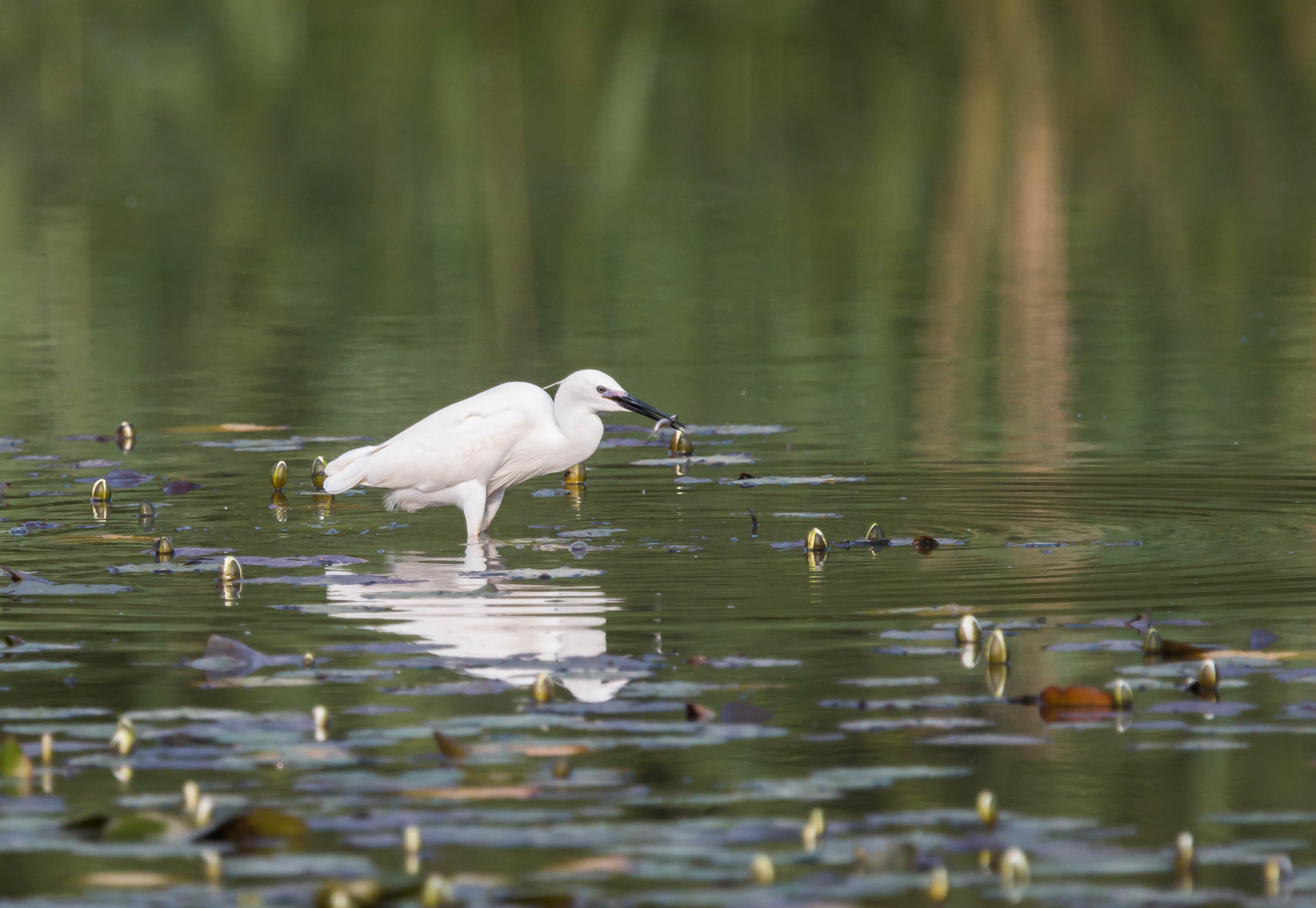 Canon EF 300mm F2.8L IS USM sample photo. A la pêche photography