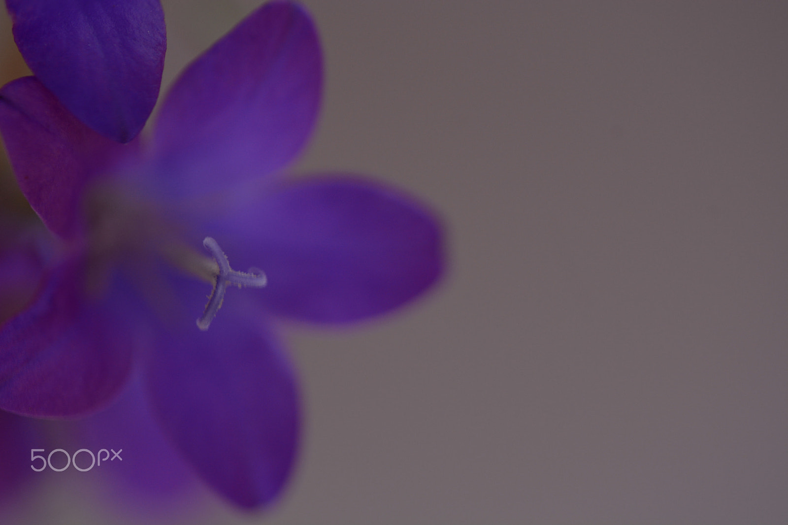 Sigma 150mm F2.8 EX DG Macro HSM sample photo. Dsc photography