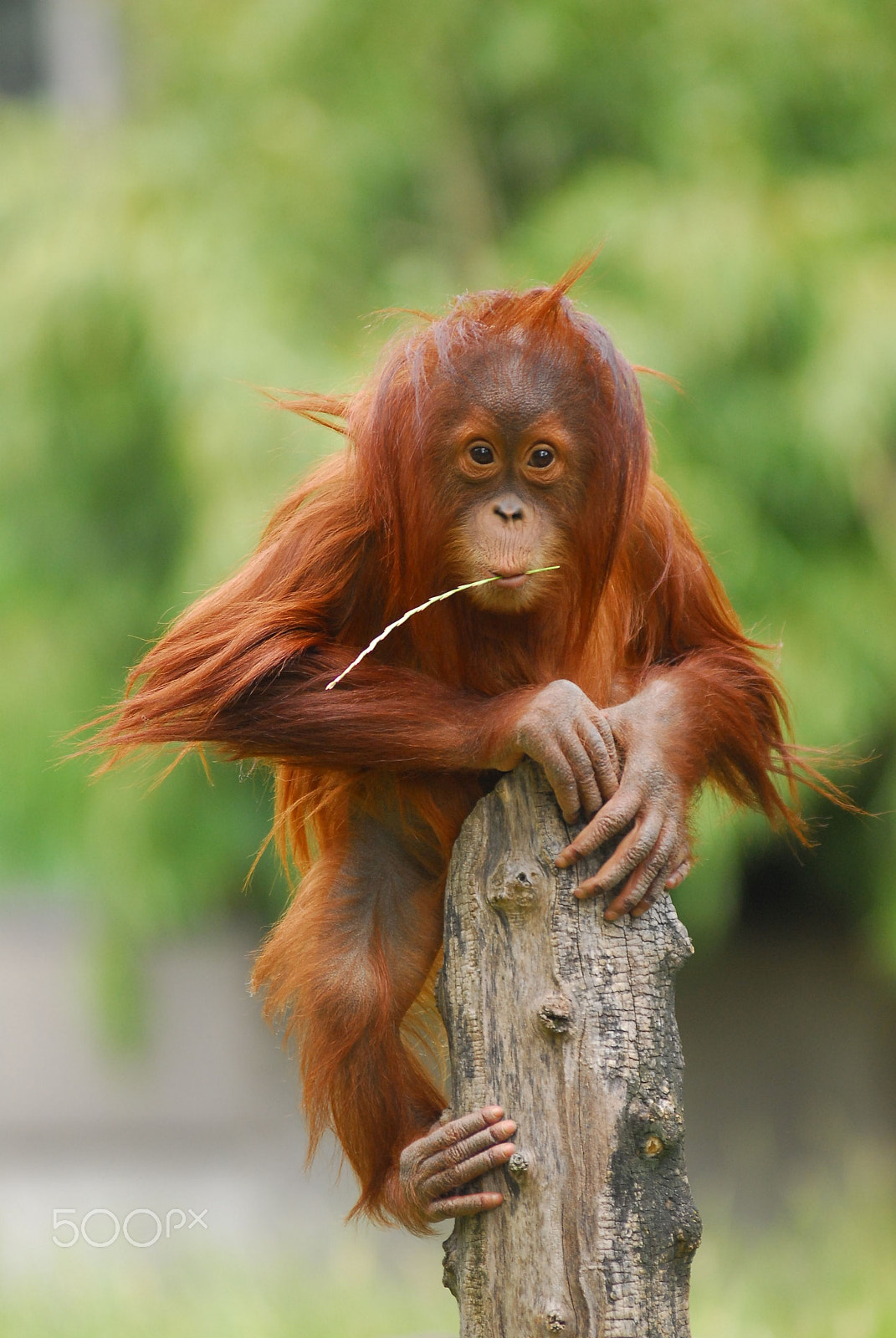 Nikon AF-Nikkor 80-200mm F2.8D ED sample photo. Little orang utan photography