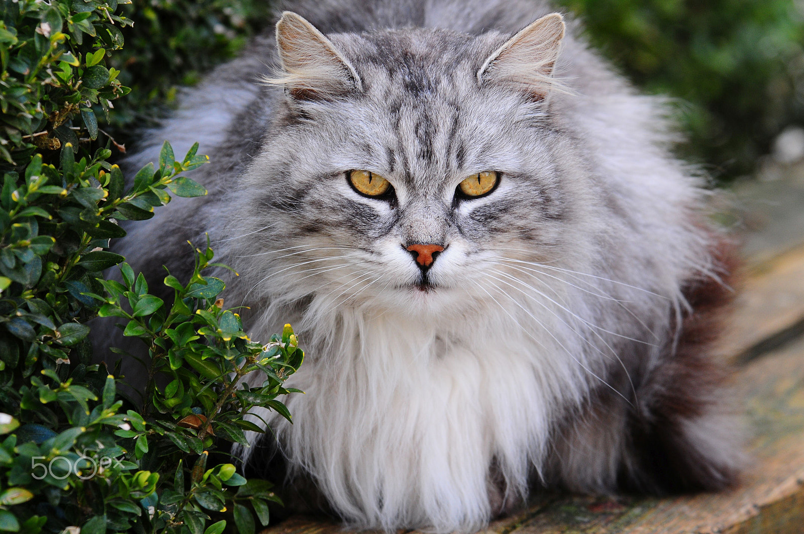 Nikon D300 sample photo. Cat photography