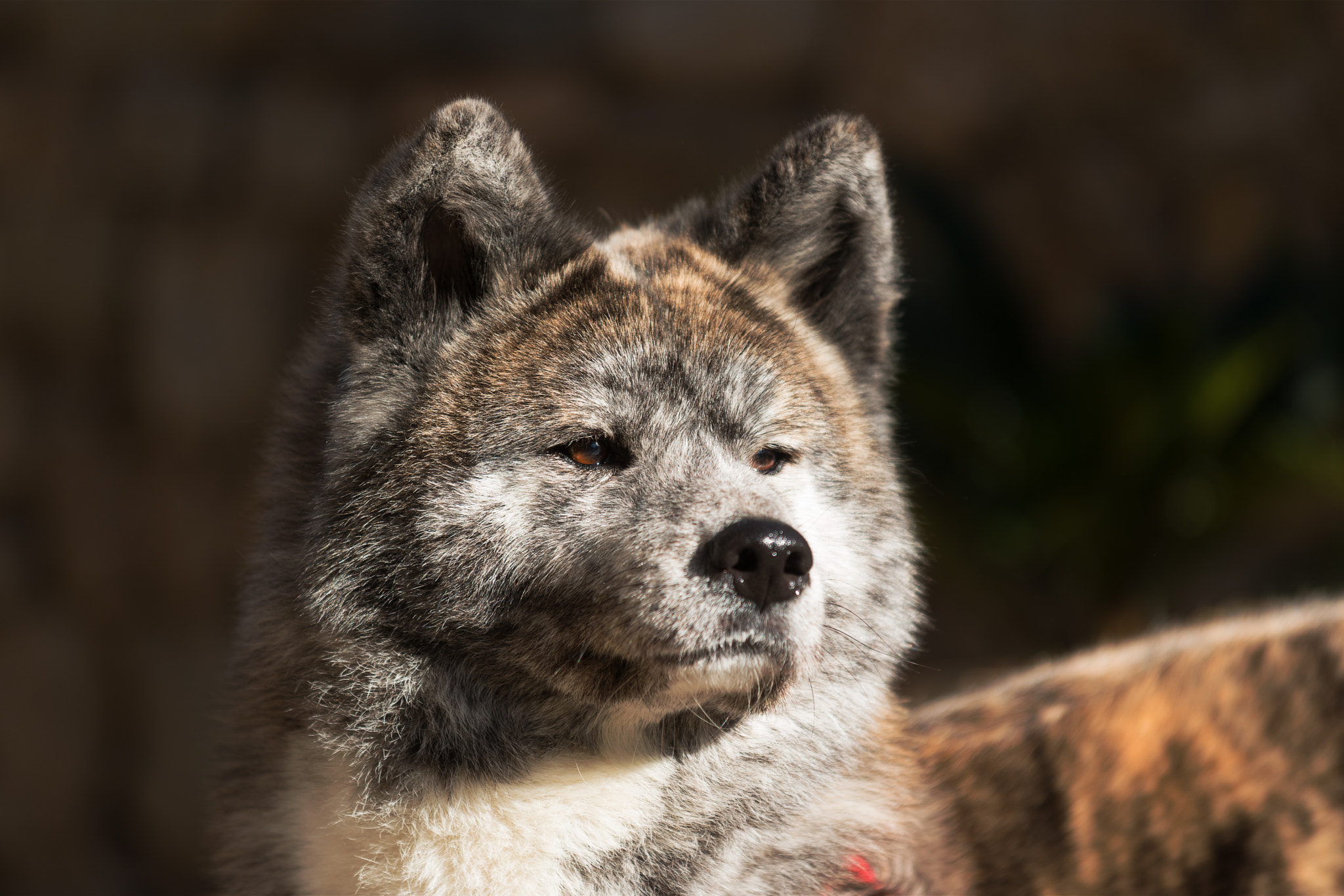 AF-S Zoom-Nikkor 80-200mm f/2.8D IF-ED sample photo. Be proud - milva photography