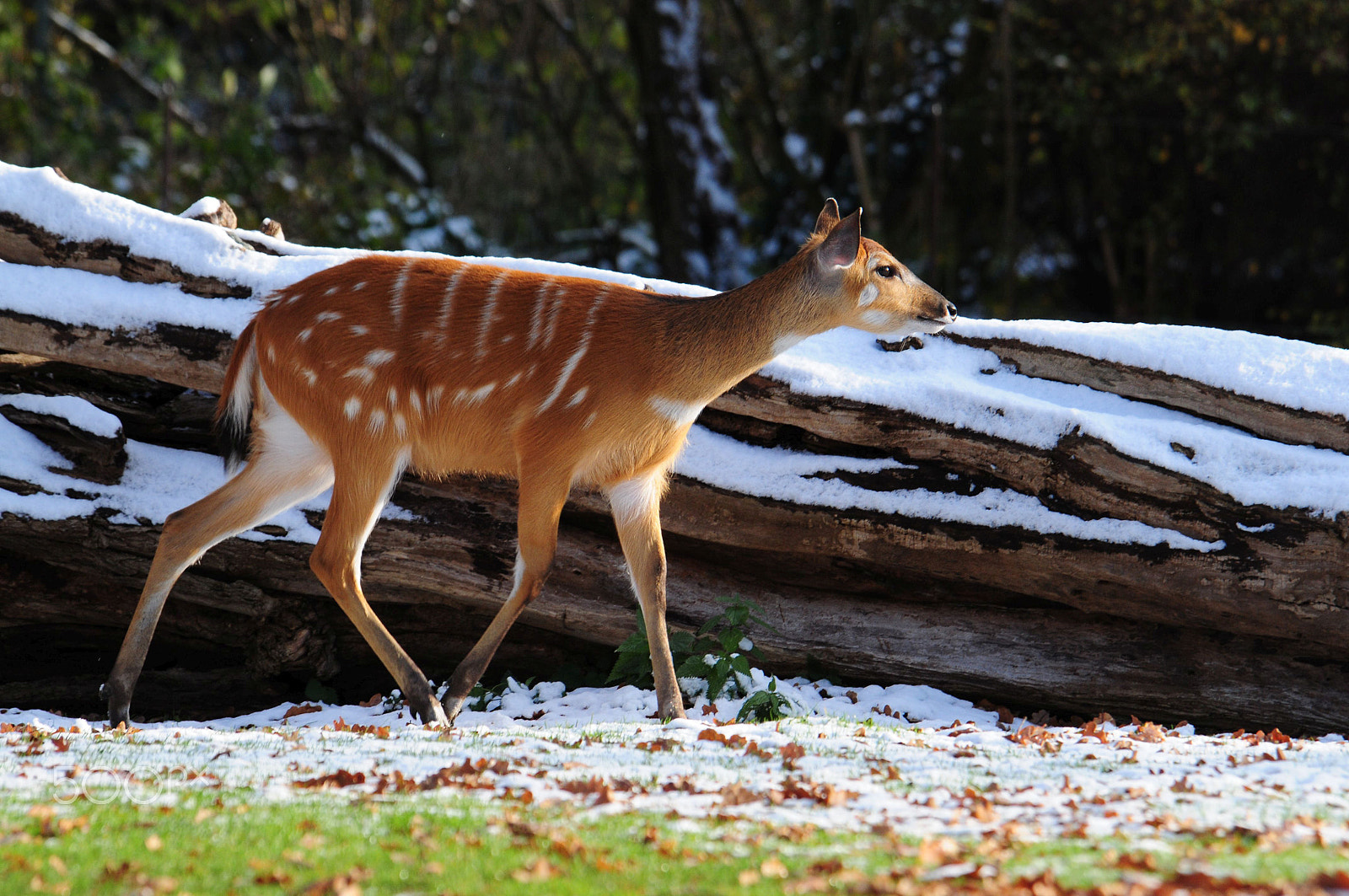 Nikon D300 sample photo. Sitatunga photography