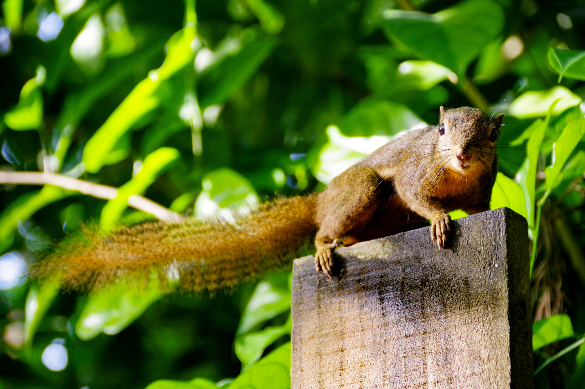 Sigma 18-300mm F3.5-6.3 DC Macro HSM sample photo. Flying squirrel photography