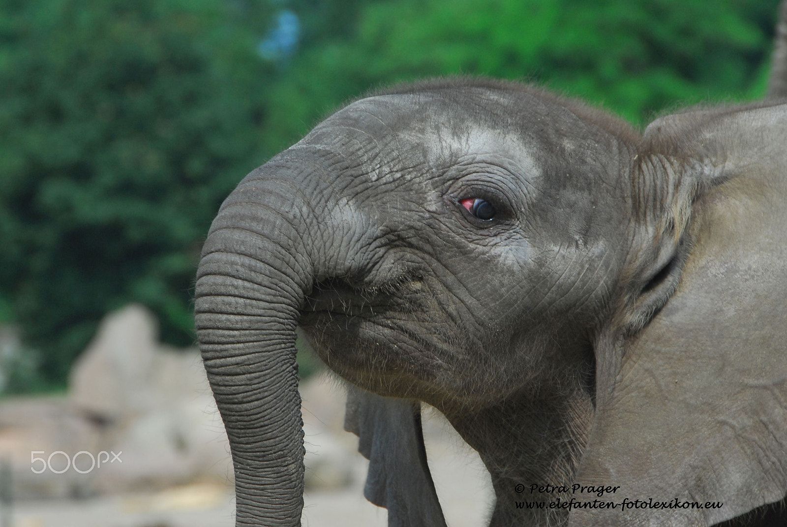 Nikon D200 sample photo. Little elephant - blue eye photography