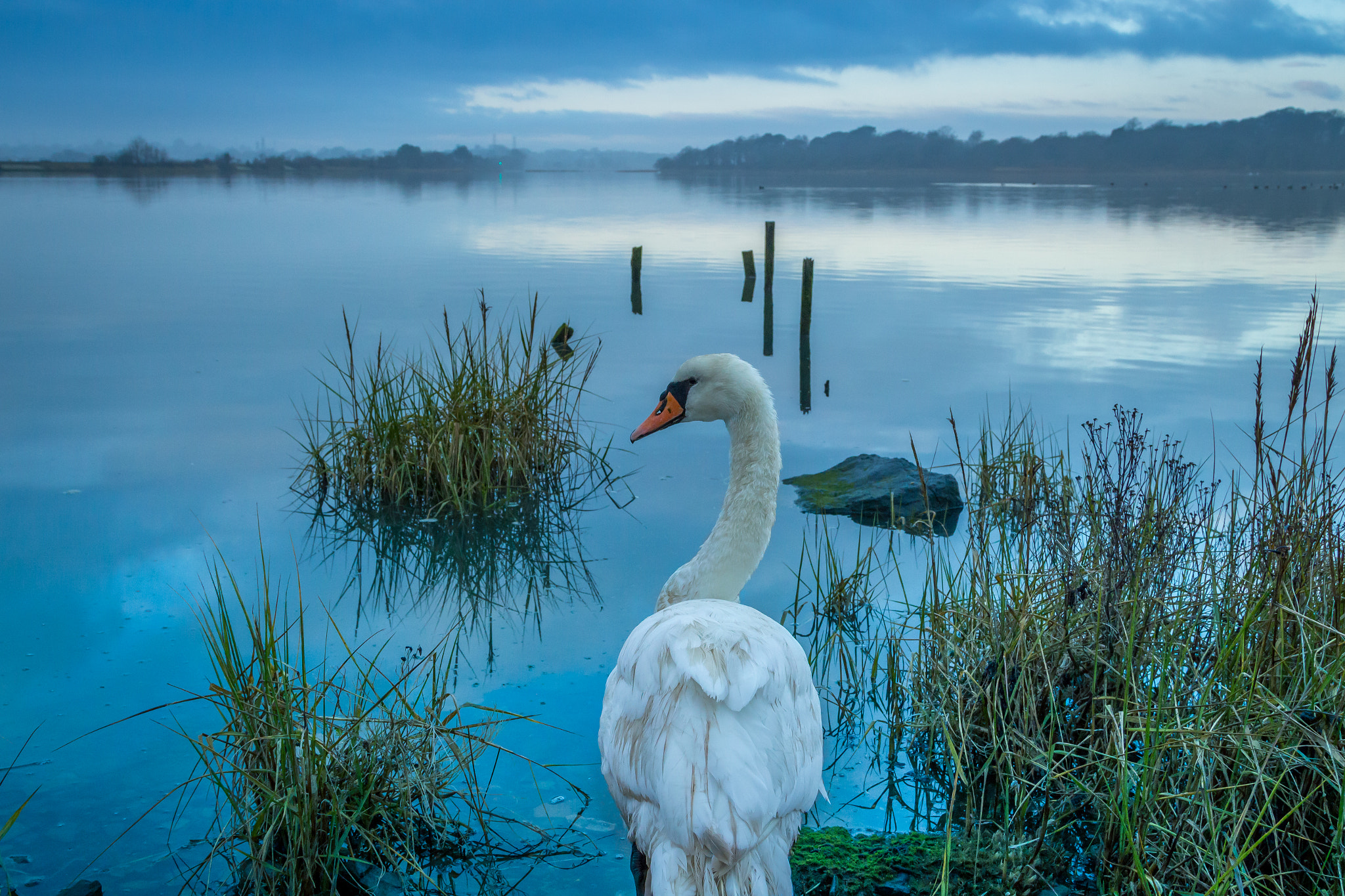 Canon EOS 700D (EOS Rebel T5i / EOS Kiss X7i) + Canon EF 24-105mm F4L IS USM sample photo. Holes bay swan photography