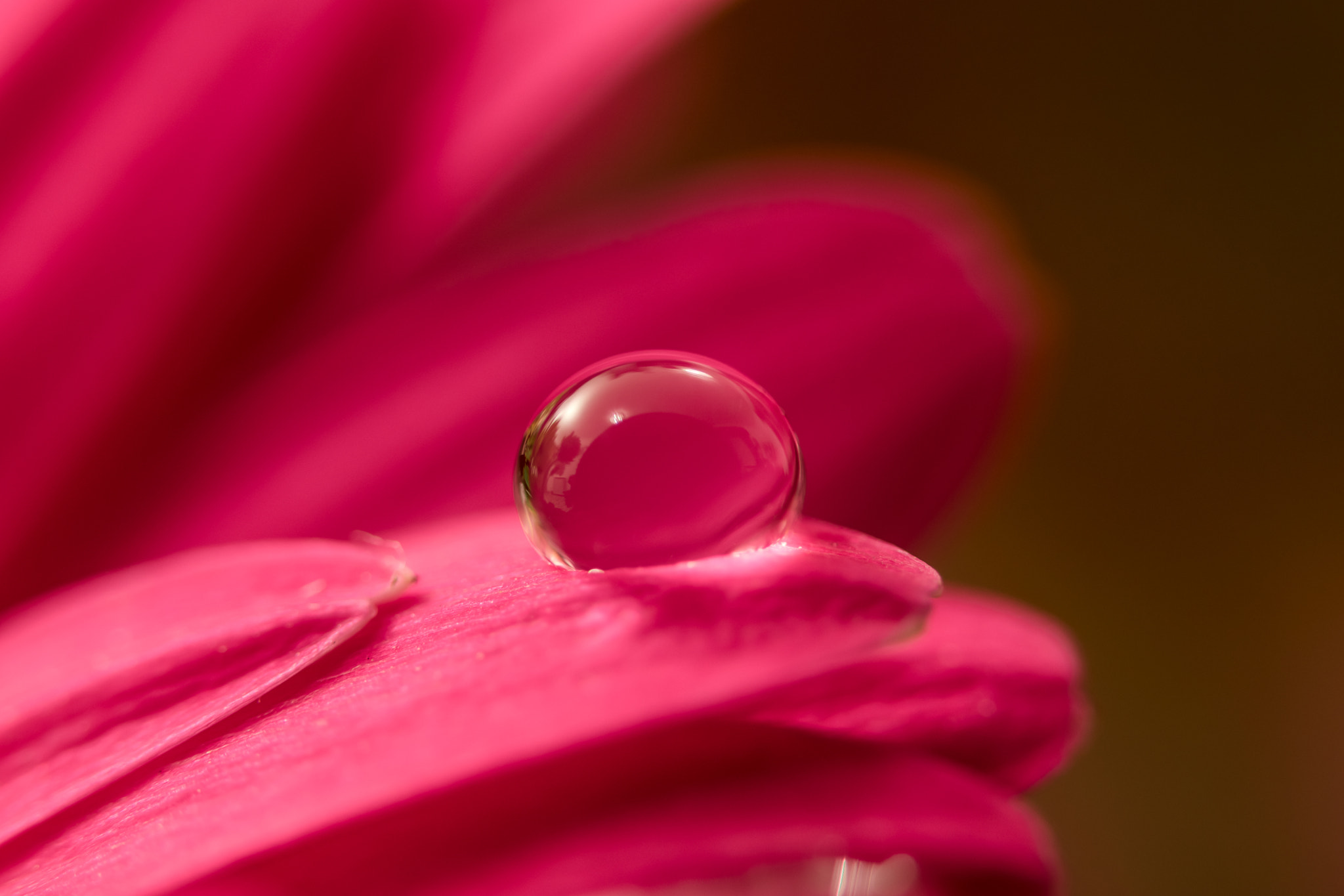 Sigma 105mm F2.8 EX DG OS HSM sample photo. Droplet on petal photography