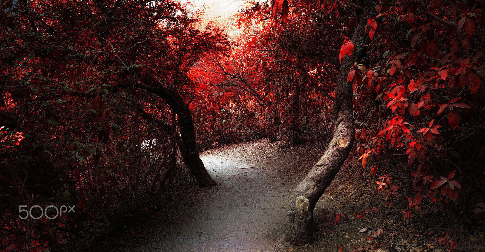 Canon EF-S 18-55mm F3.5-5.6 II sample photo. Twisted paths photography
