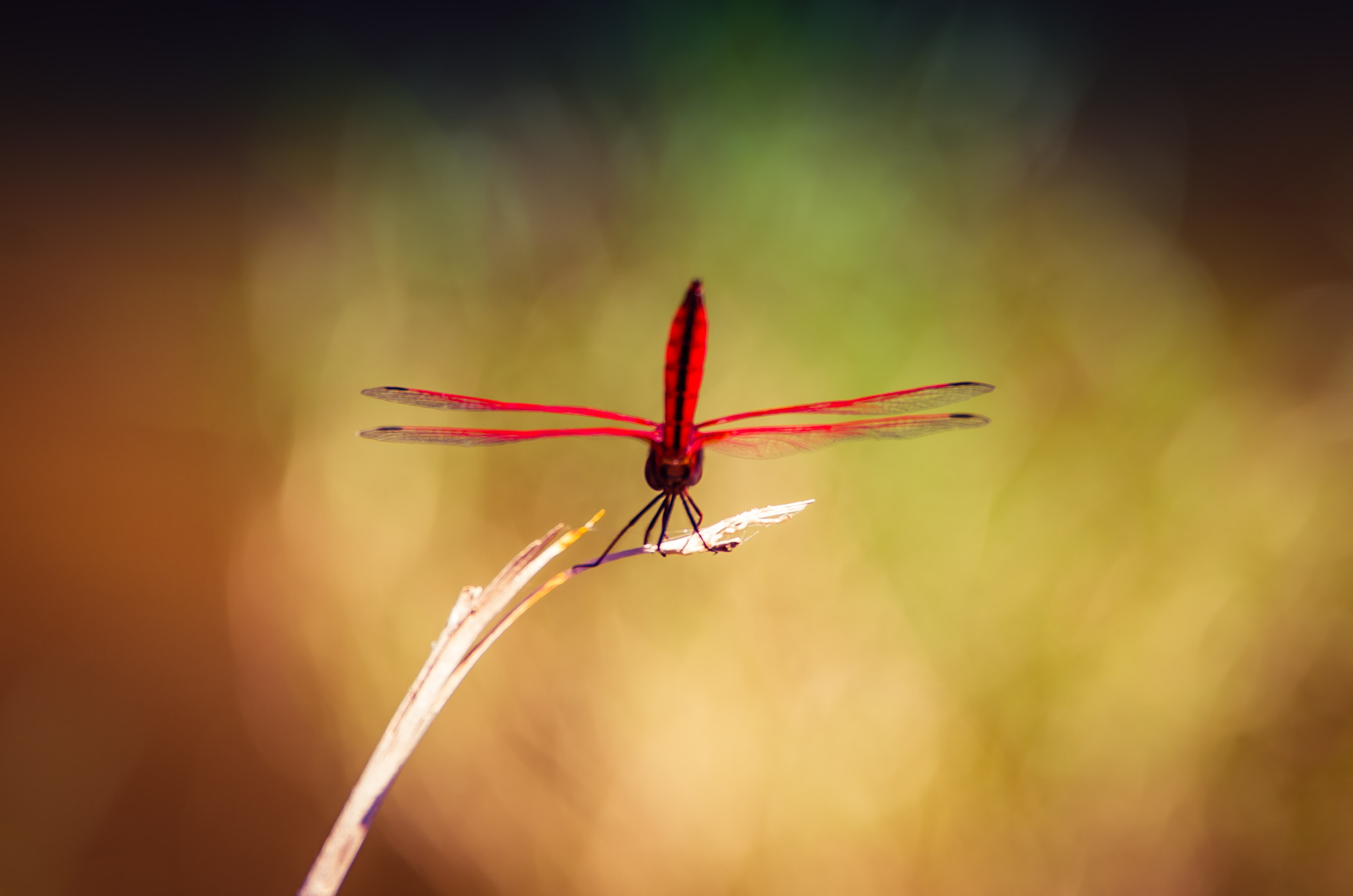 Pentax K-50 sample photo. Red dragonfly photography