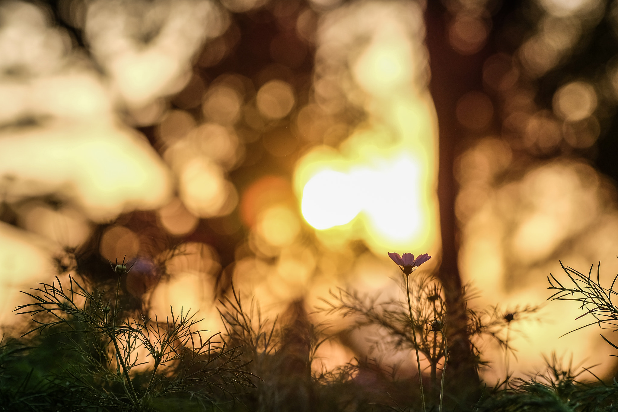 Fujifilm X-E2 + Fujifilm XF 90mm F2 R LM WR sample photo. Cosmos photography