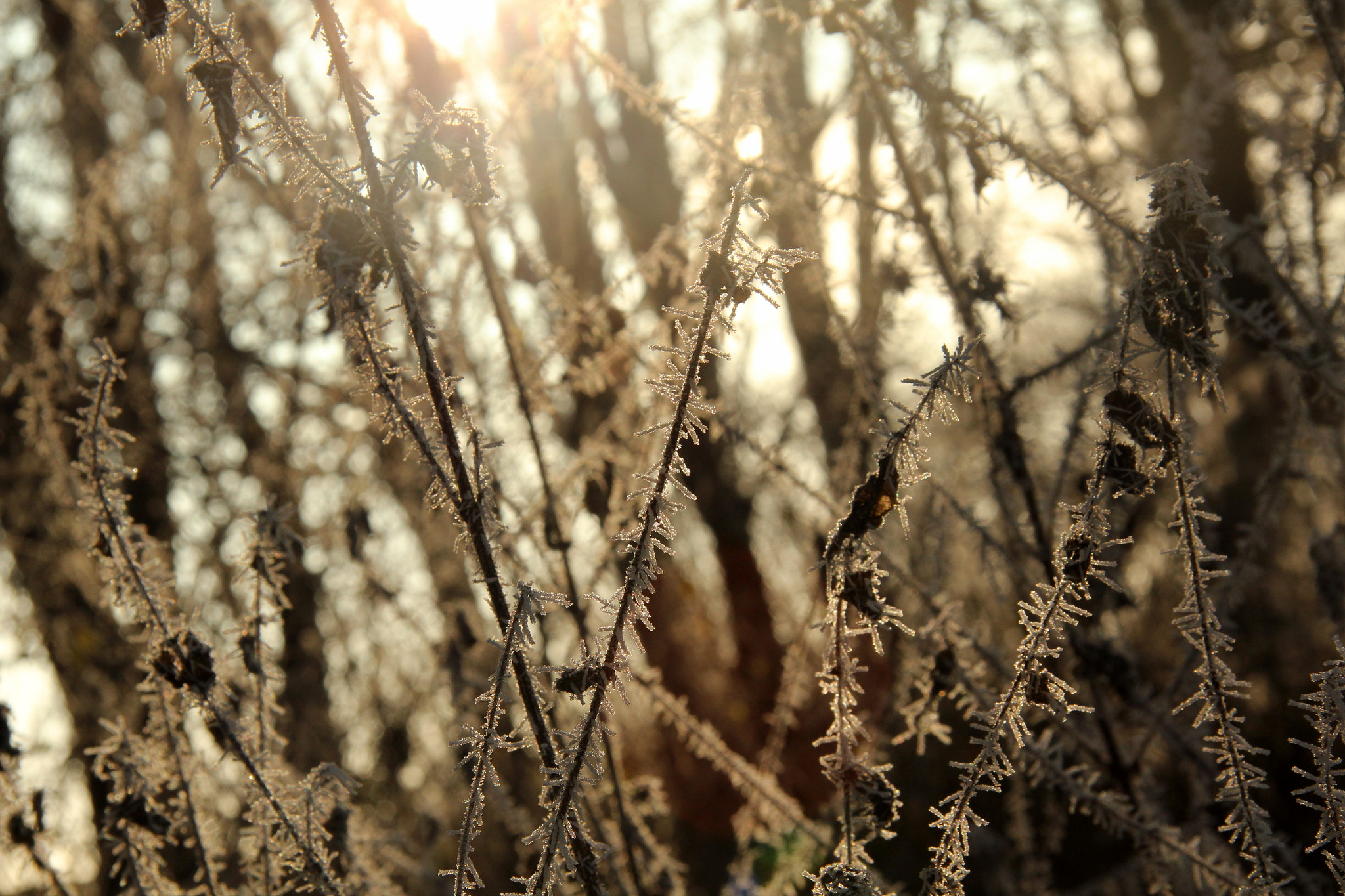 Canon EF-S 17-85mm F4-5.6 IS USM sample photo. Winter photography