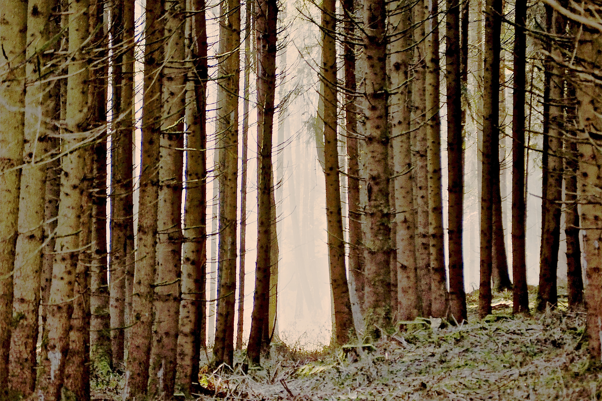 Olympus OM-D E-M5 II sample photo. Bavaria wood photography