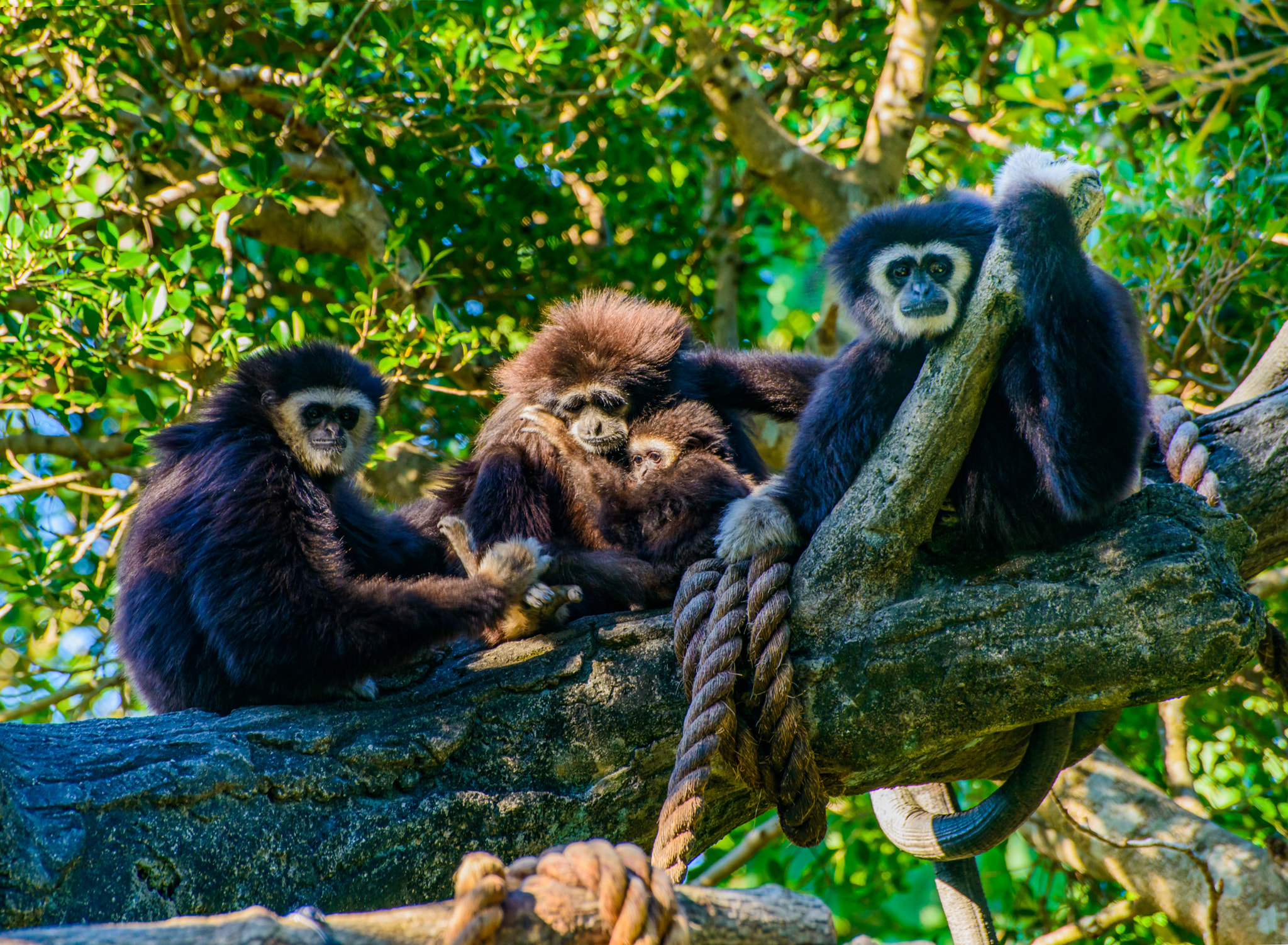 Nikon D800E sample photo. Gibbons family photography