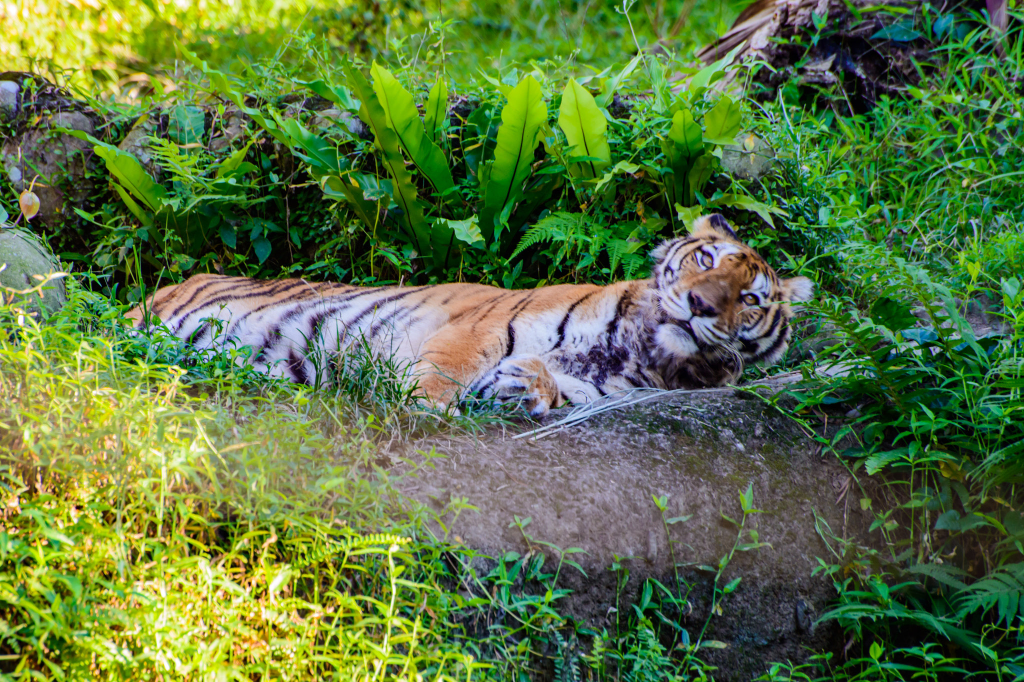 Nikon D800E sample photo. Tiger photography