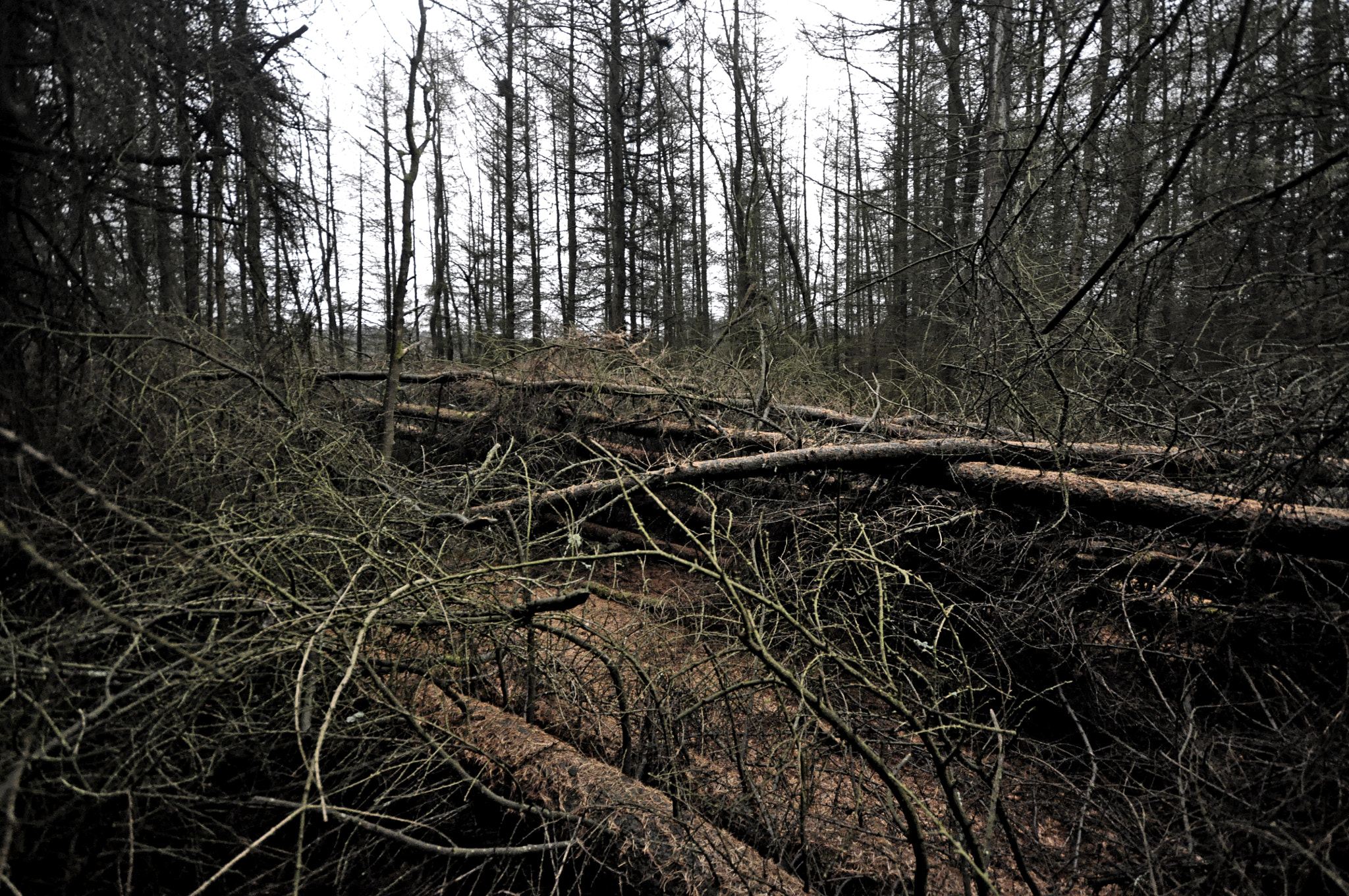 Sigma 10-20mm F4-5.6 EX DC HSM sample photo. Fallen photography