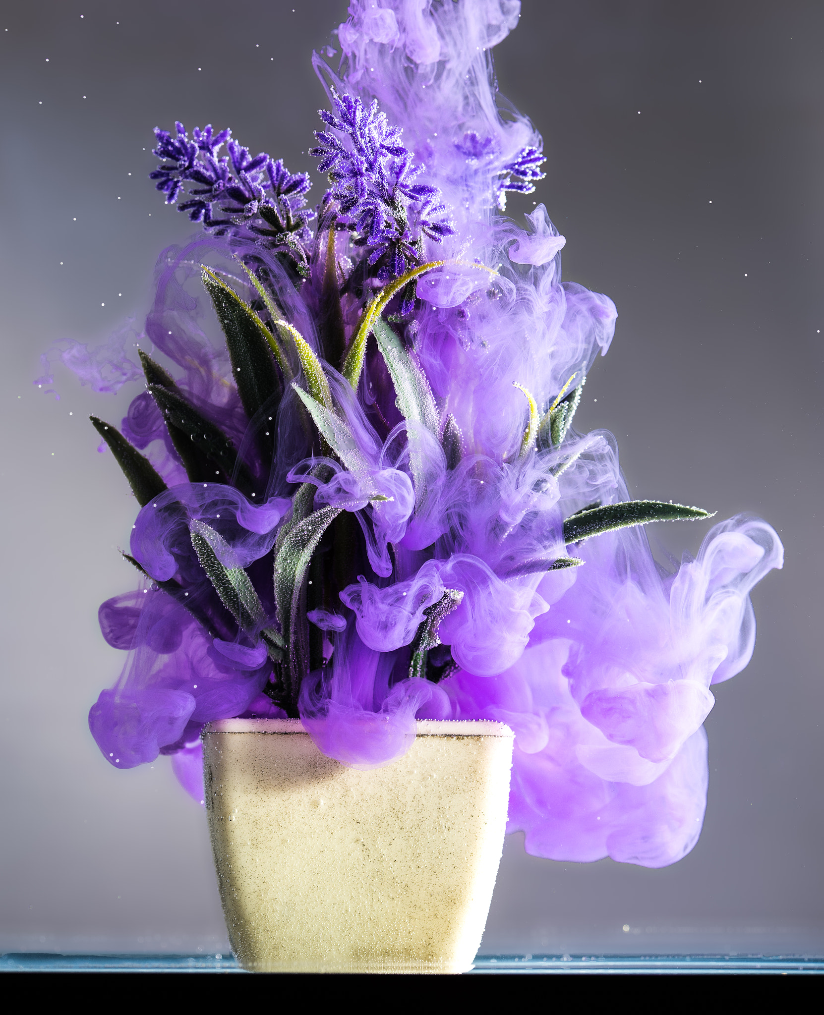 Sigma 105mm F2.8 EX DG OS HSM sample photo. Lavender explosion photography