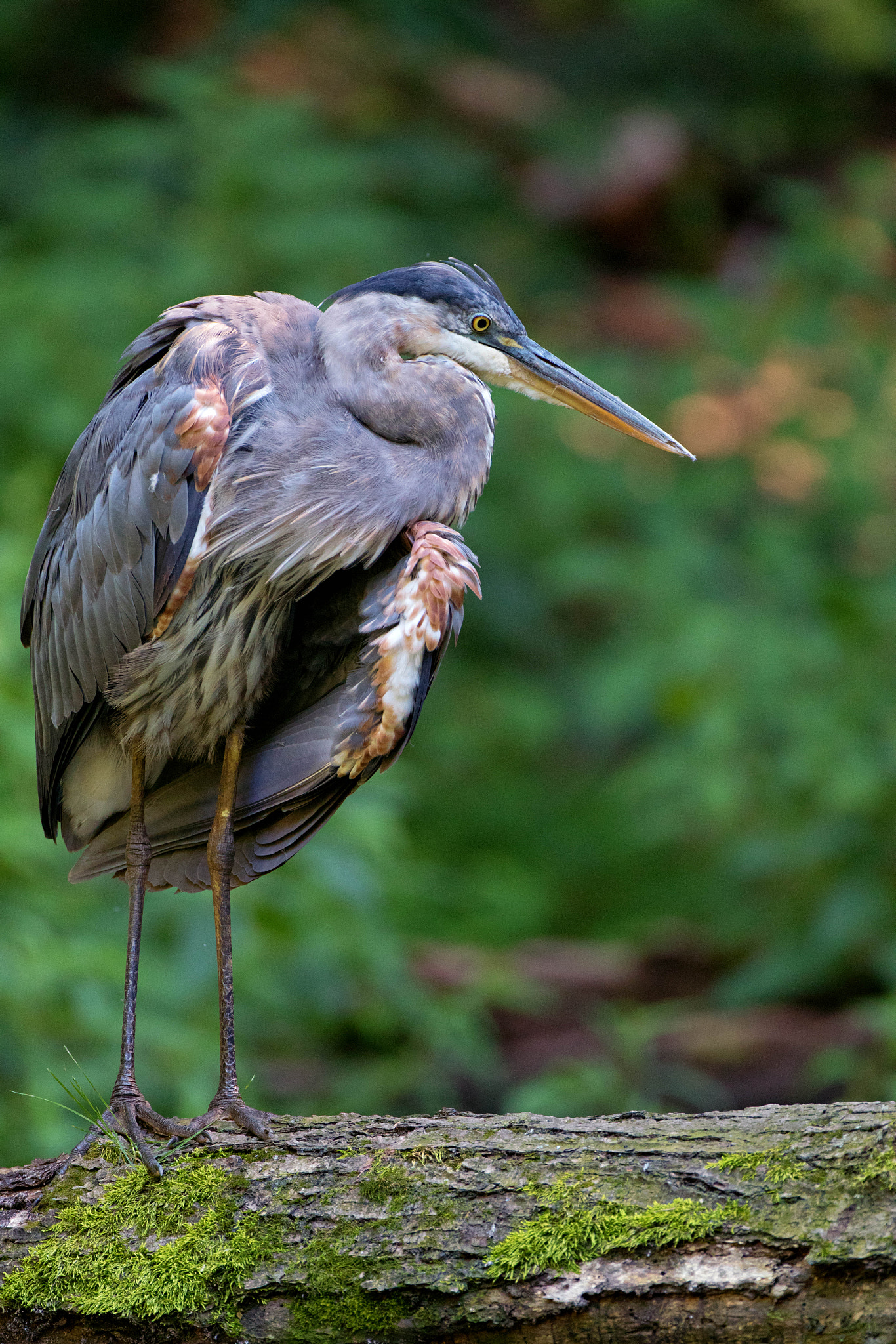 Canon EF 500mm F4L IS USM sample photo. Heron perched on log photography