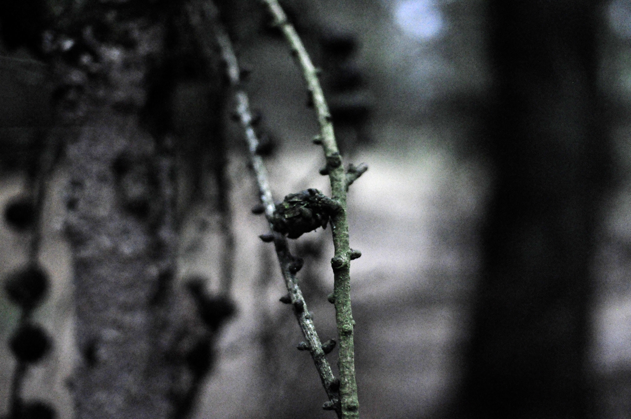 Nikon D5000 sample photo. Twig photography