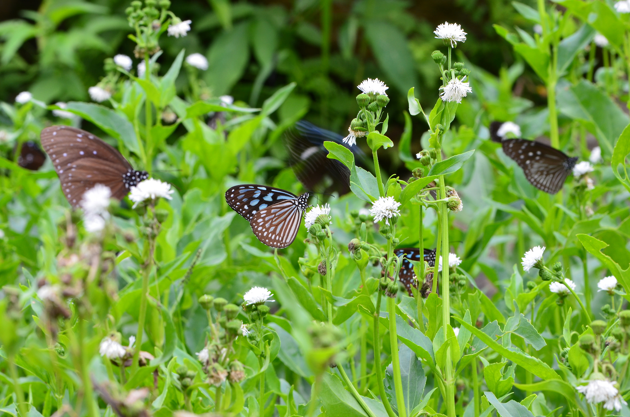Nikon AF-S Micro-Nikkor 105mm F2.8G IF-ED VR sample photo. Butterfly photography