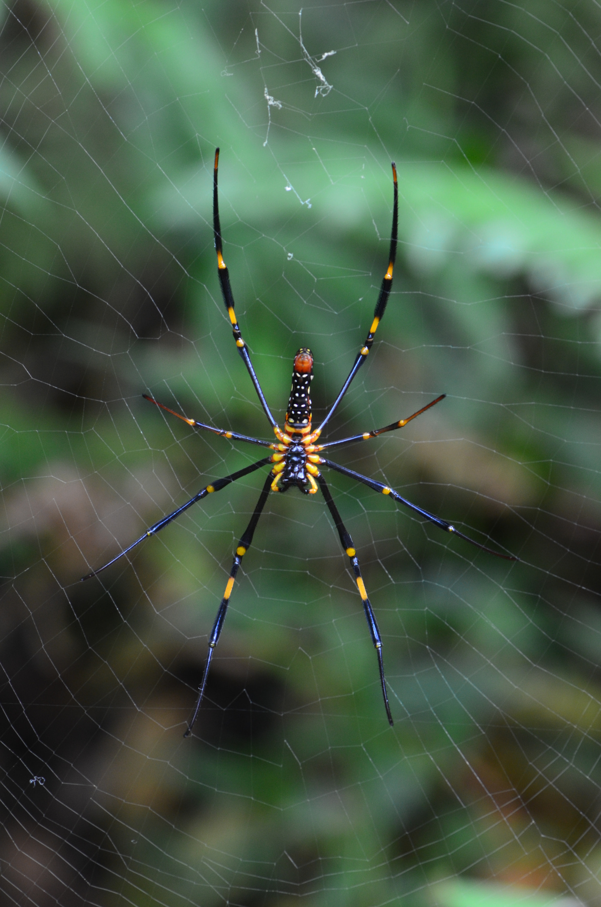 Nikon AF-S Micro-Nikkor 105mm F2.8G IF-ED VR sample photo. Spider photography