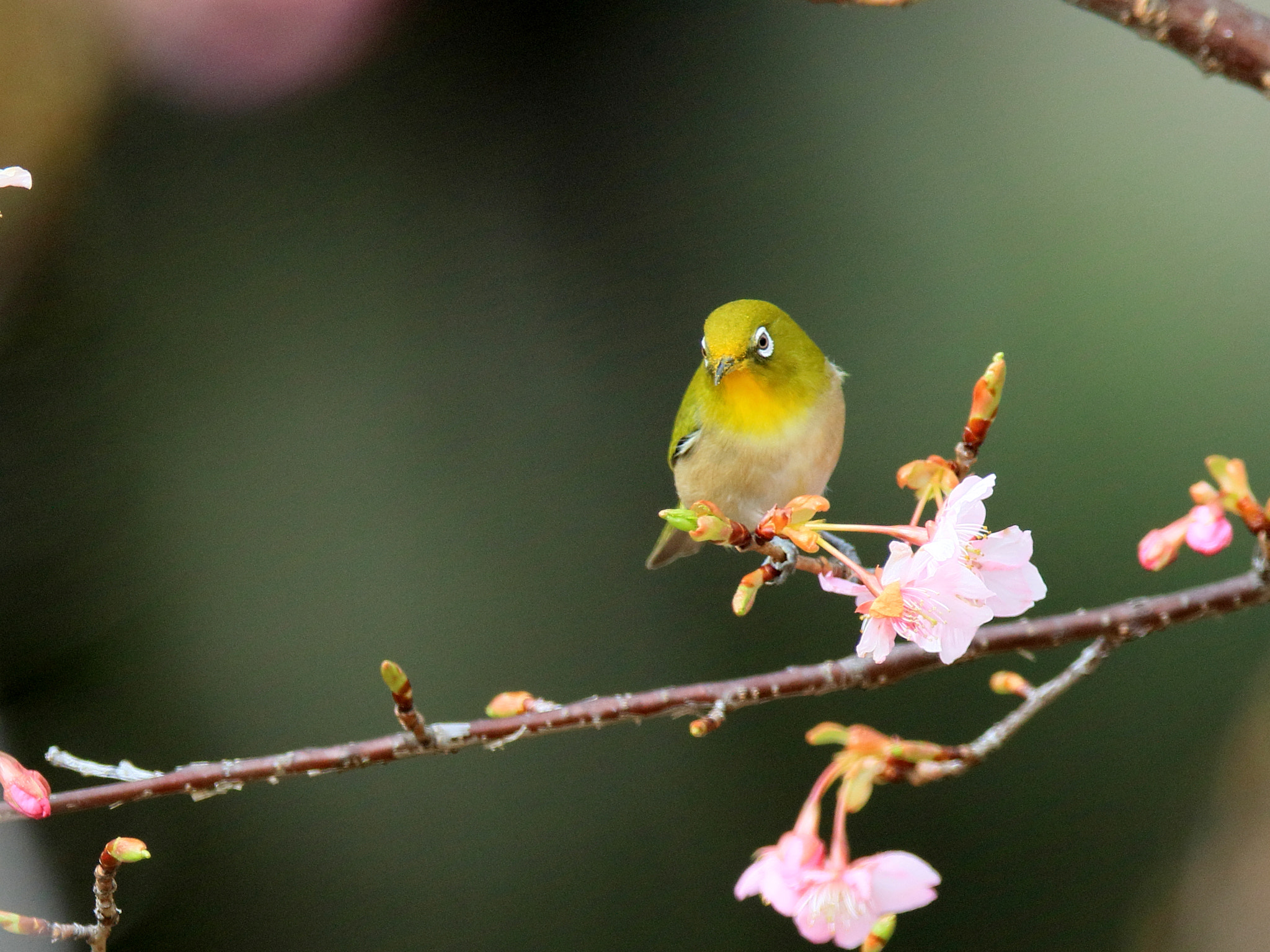 Canon EF 400mm F2.8L IS II USM sample photo. メジロ japanese white-eye  1e1a0151-1.jpg photography