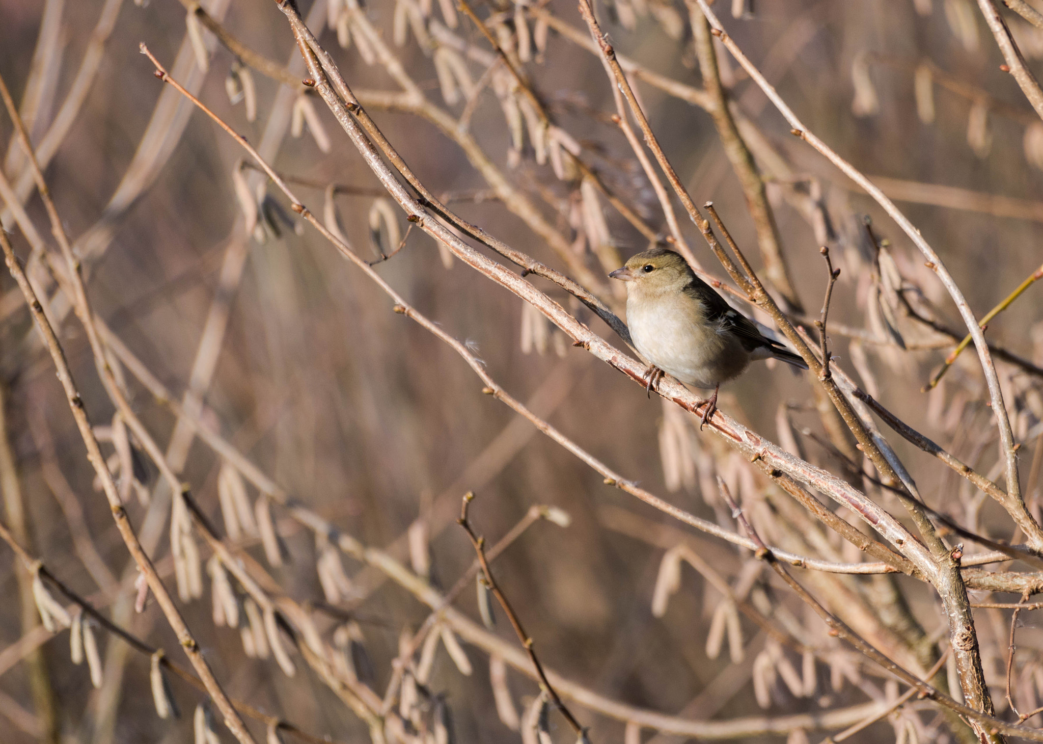 Canon EOS 750D (EOS Rebel T6i / EOS Kiss X8i) + Sigma 50-200mm F4-5.6 DC OS HSM sample photo. Little bird photography