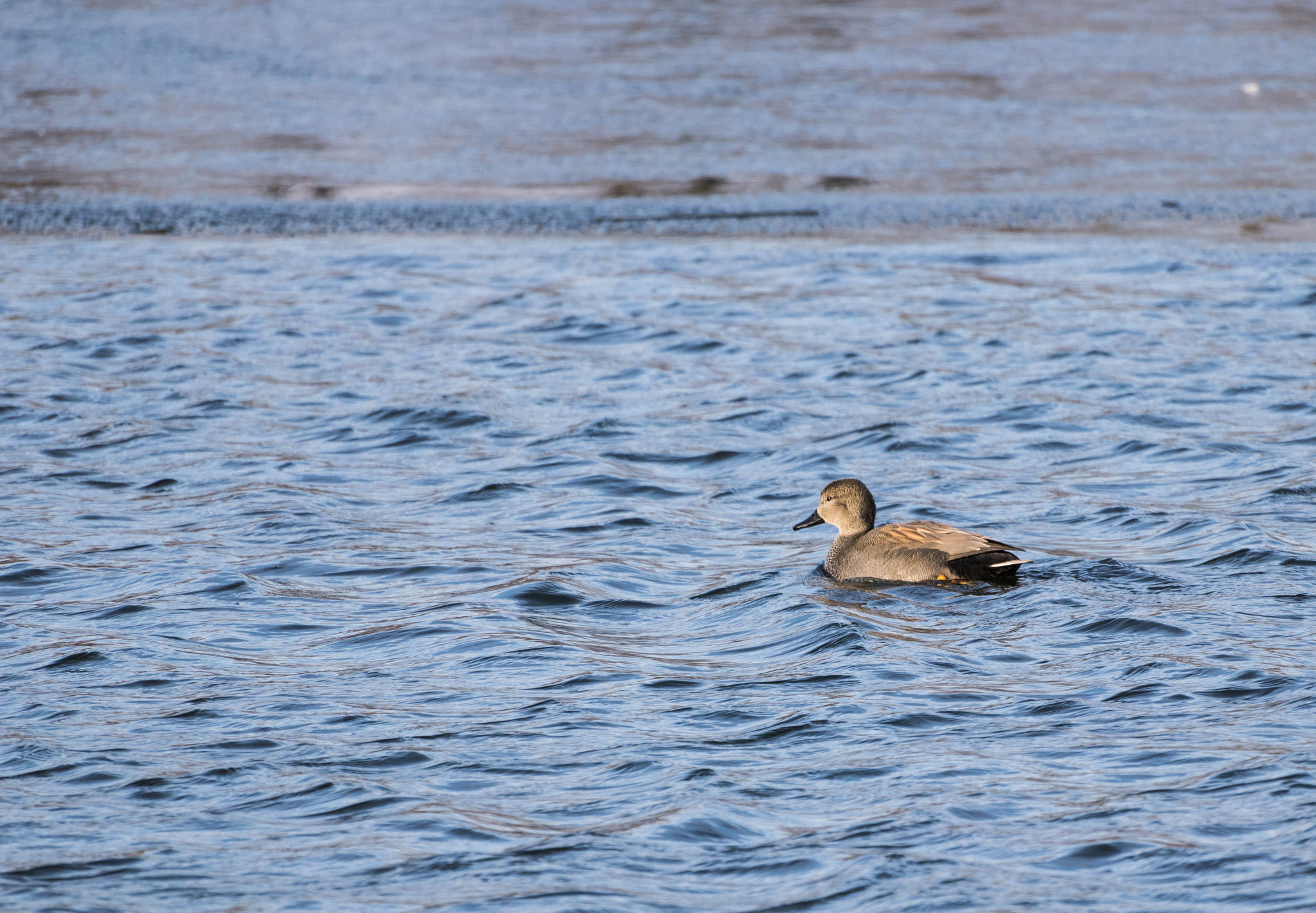 Canon EOS 750D (EOS Rebel T6i / EOS Kiss X8i) + Sigma 50-200mm F4-5.6 DC OS HSM sample photo. Duck photography